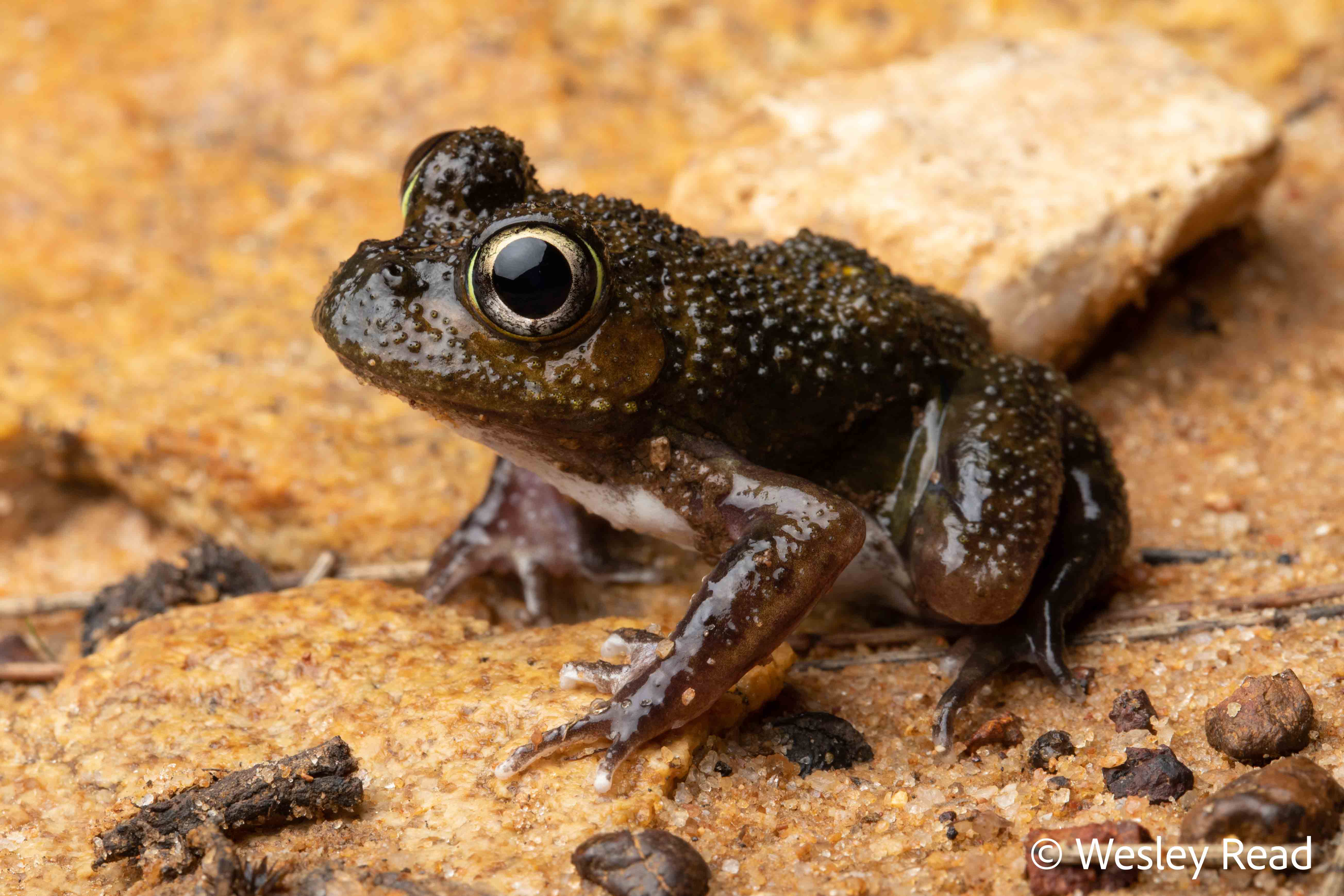 Neobatrachus pelobatoides
