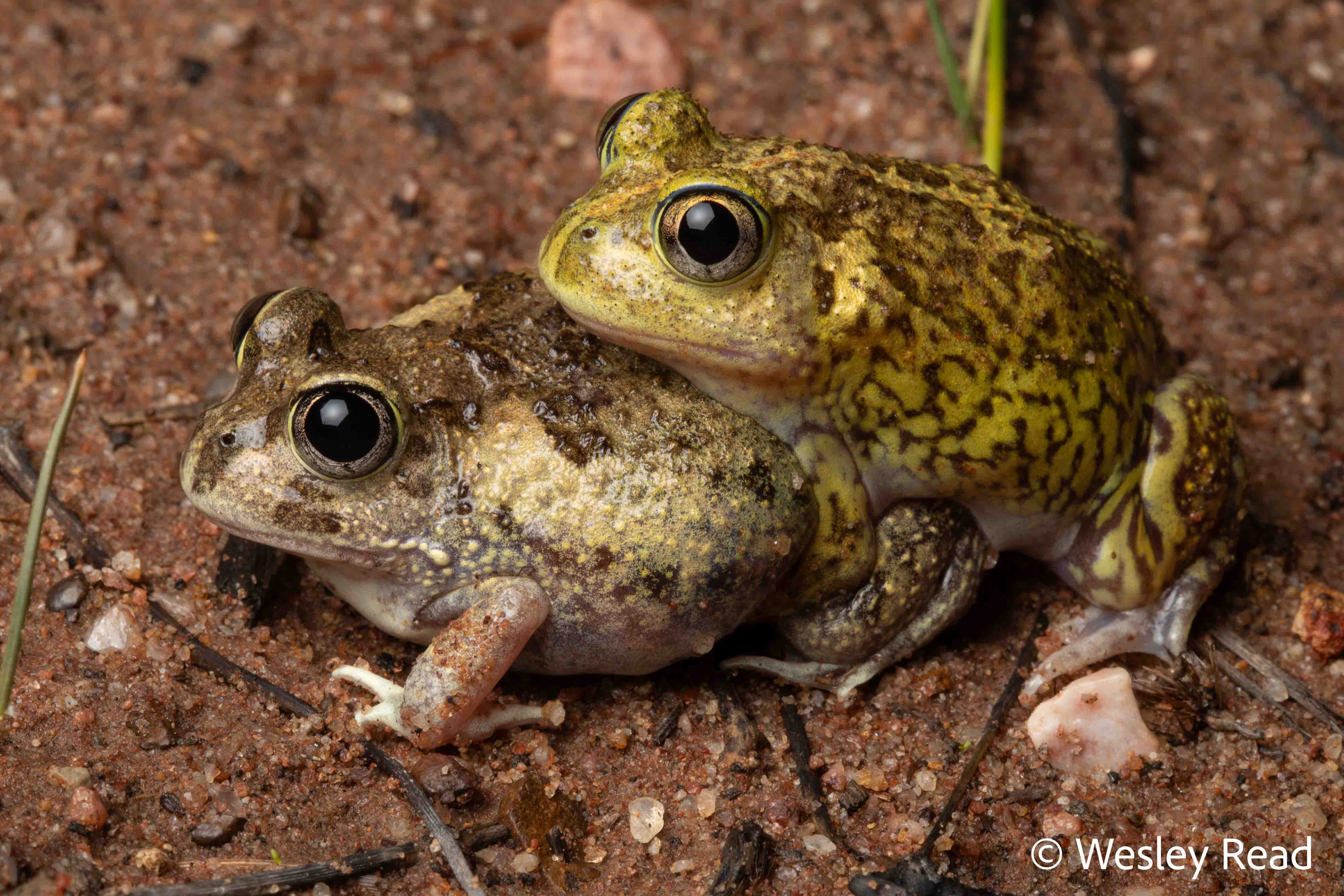 Neobatrachus sudellae