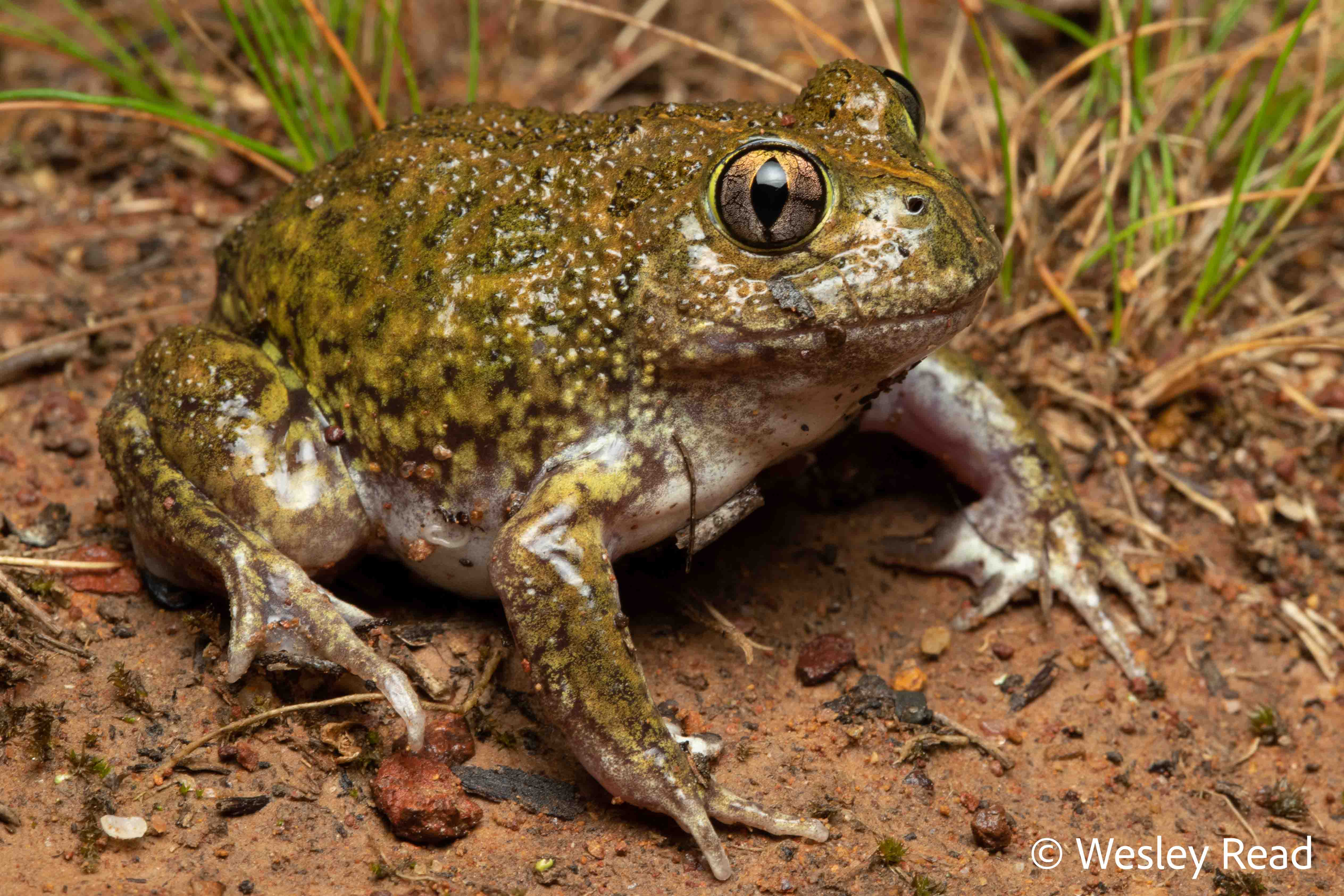 Neobatrachus sudellae