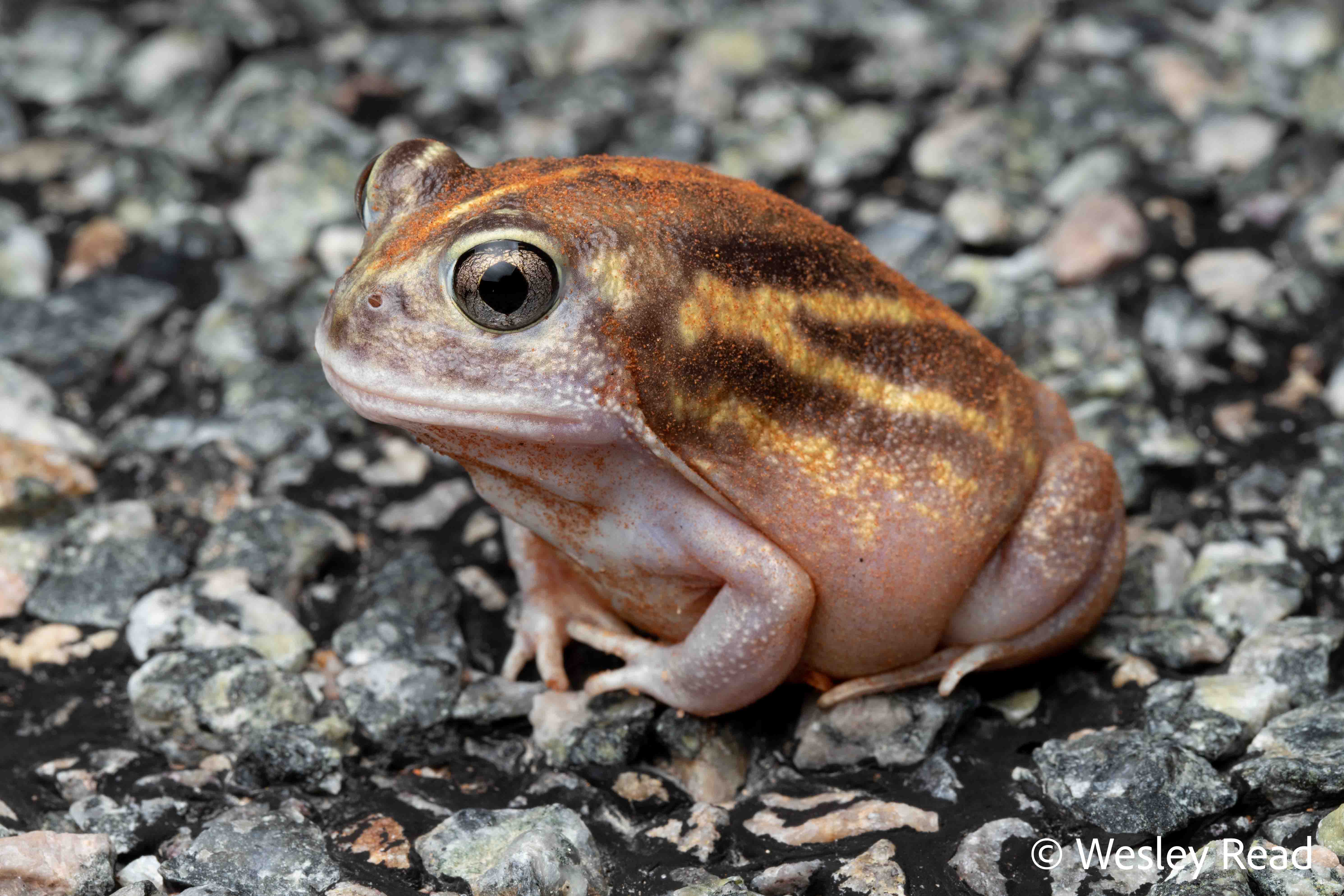 Neobatrachus wilsmorei