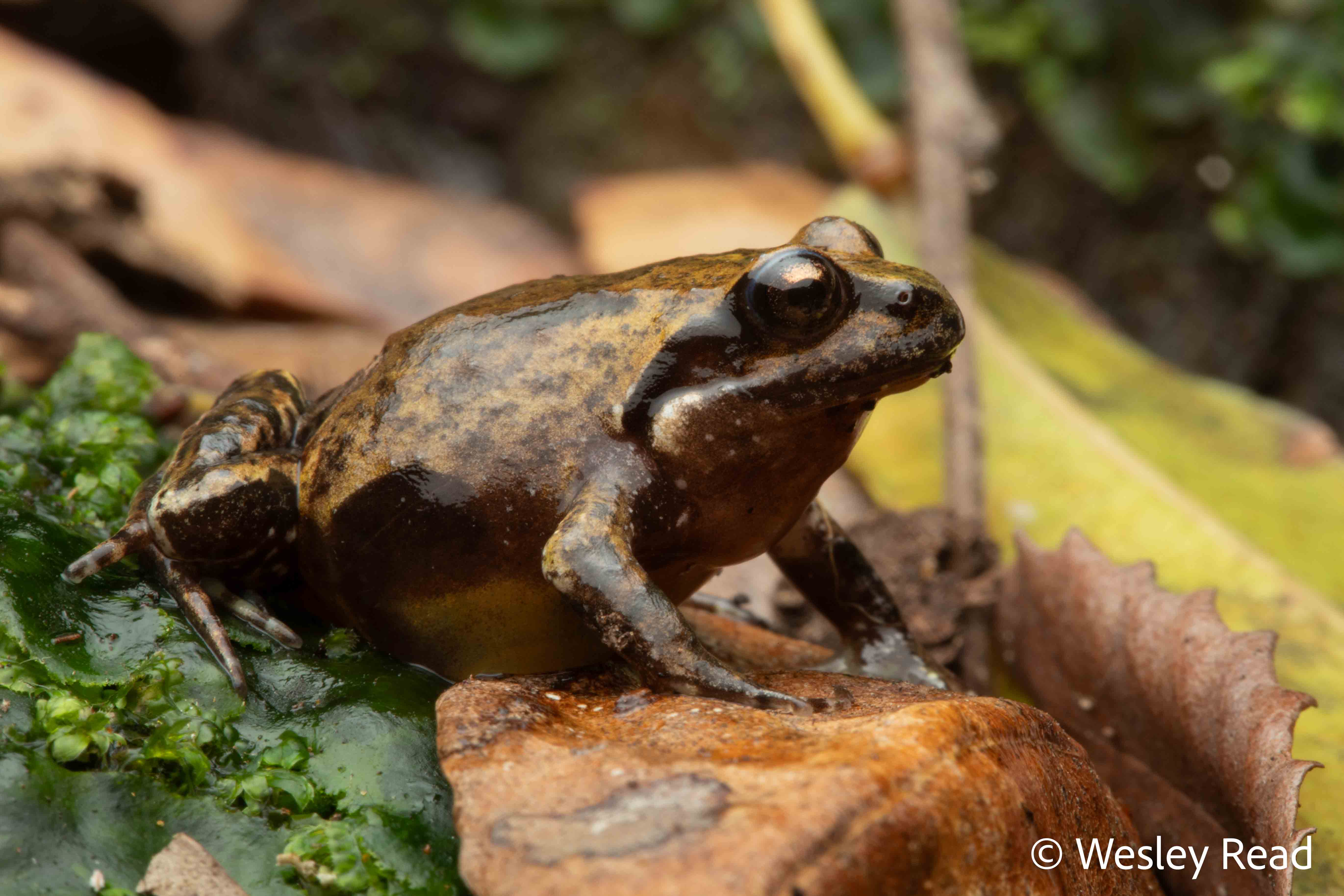 Rainforests and bronzebacks (Part 2)