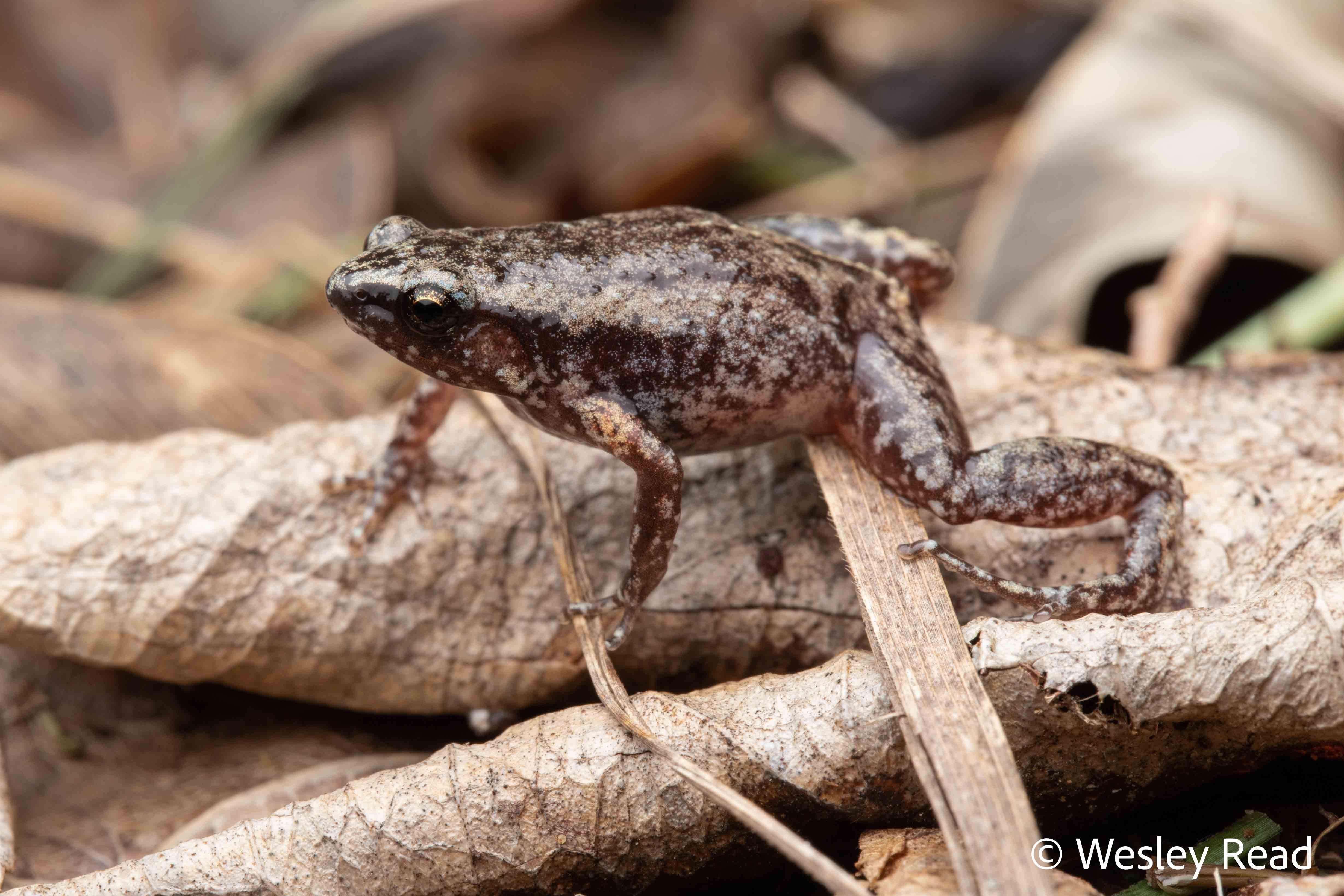 Austrochaperina gracilipes