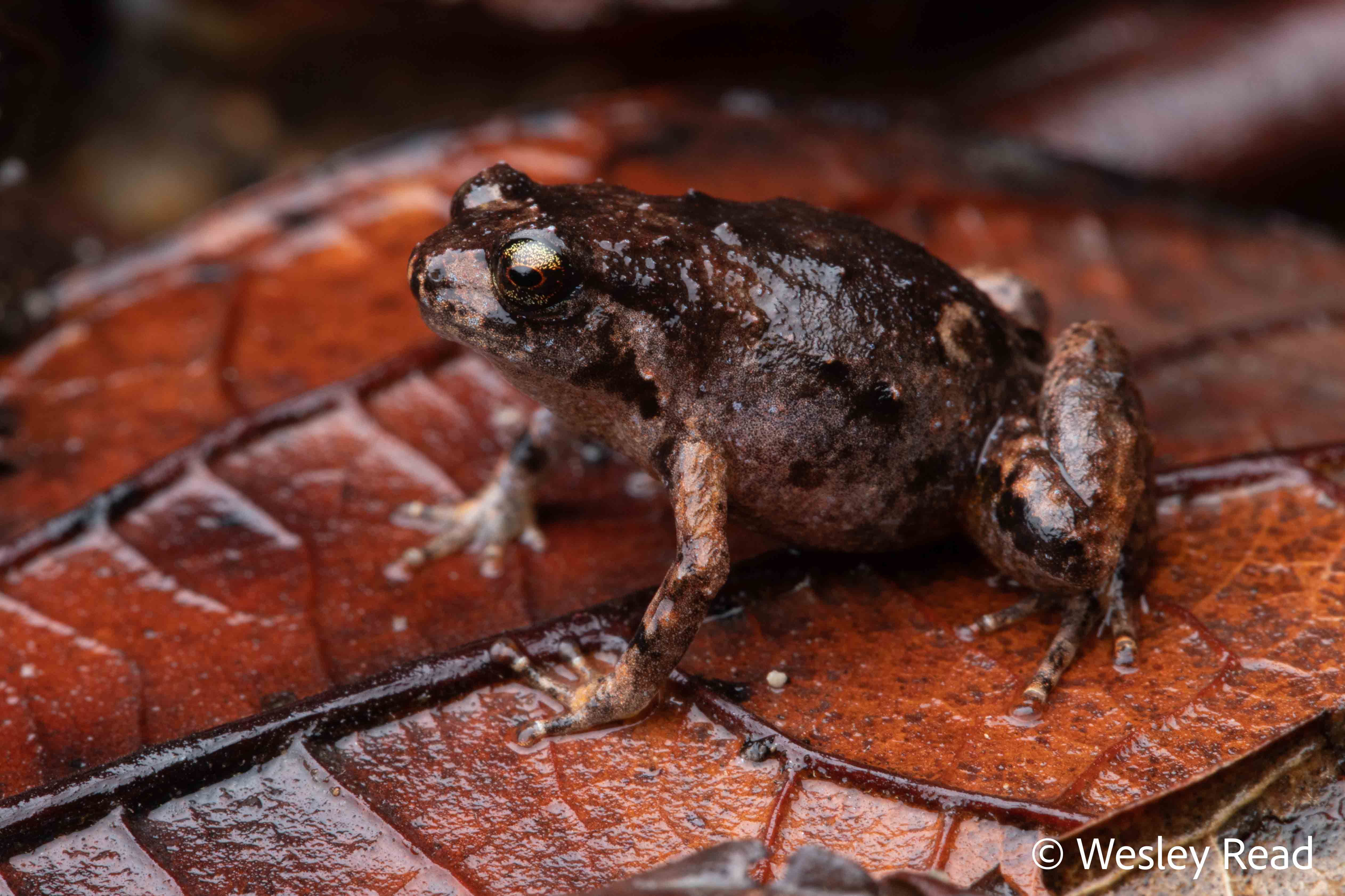 Cophixalus aenigma