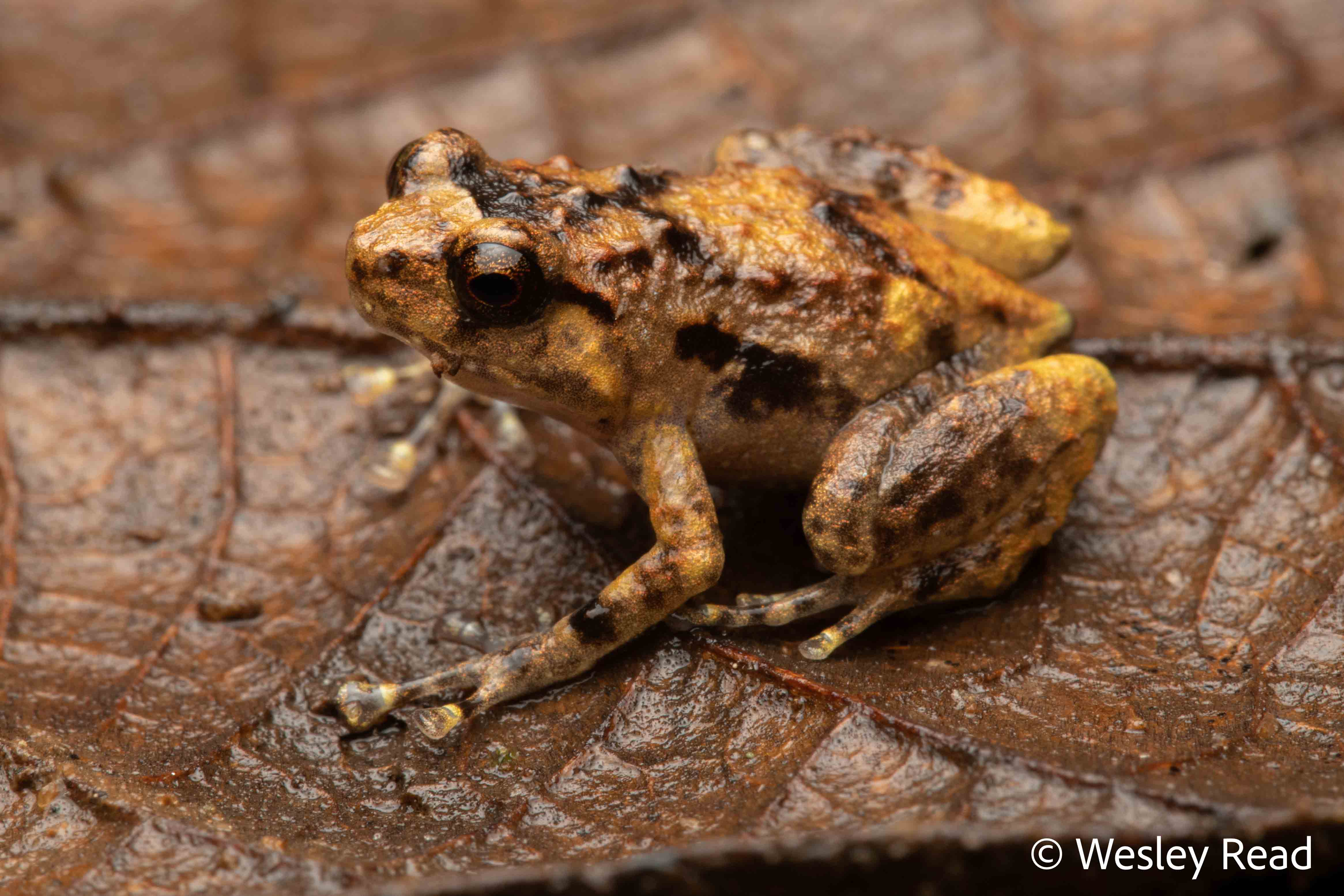 Cophixalus australis