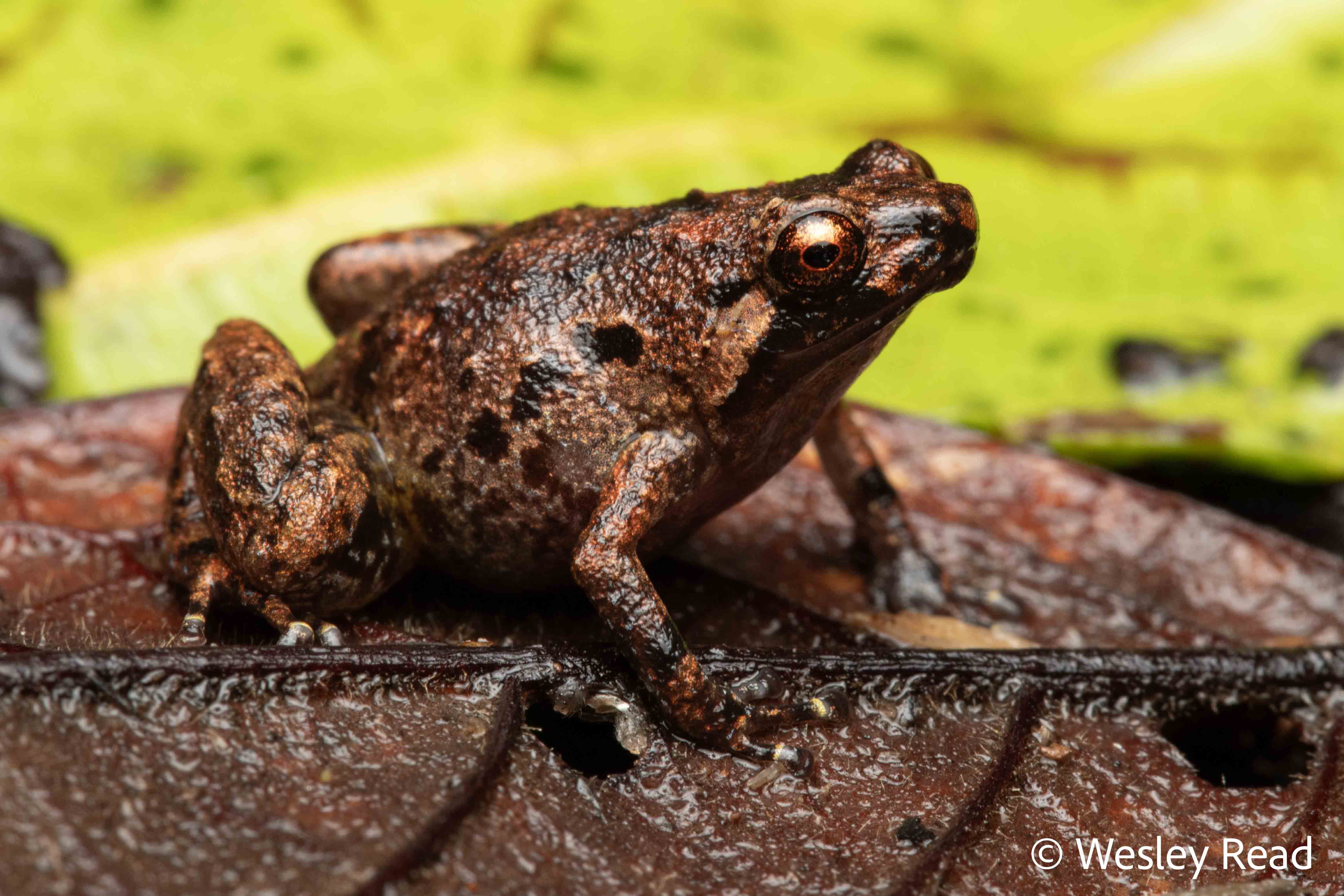Cophixalus infacetus