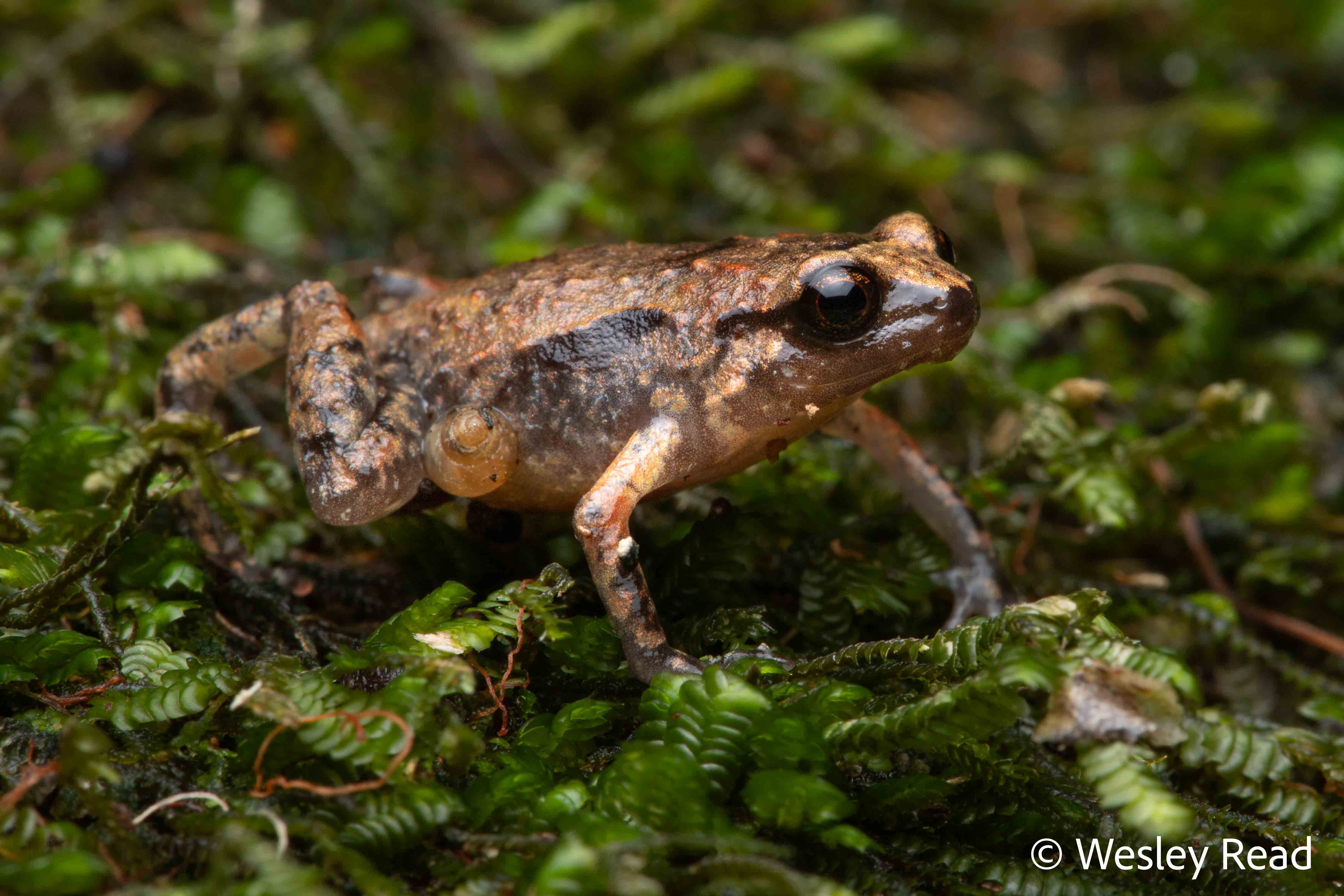 Cophixalus mcdonaldi
