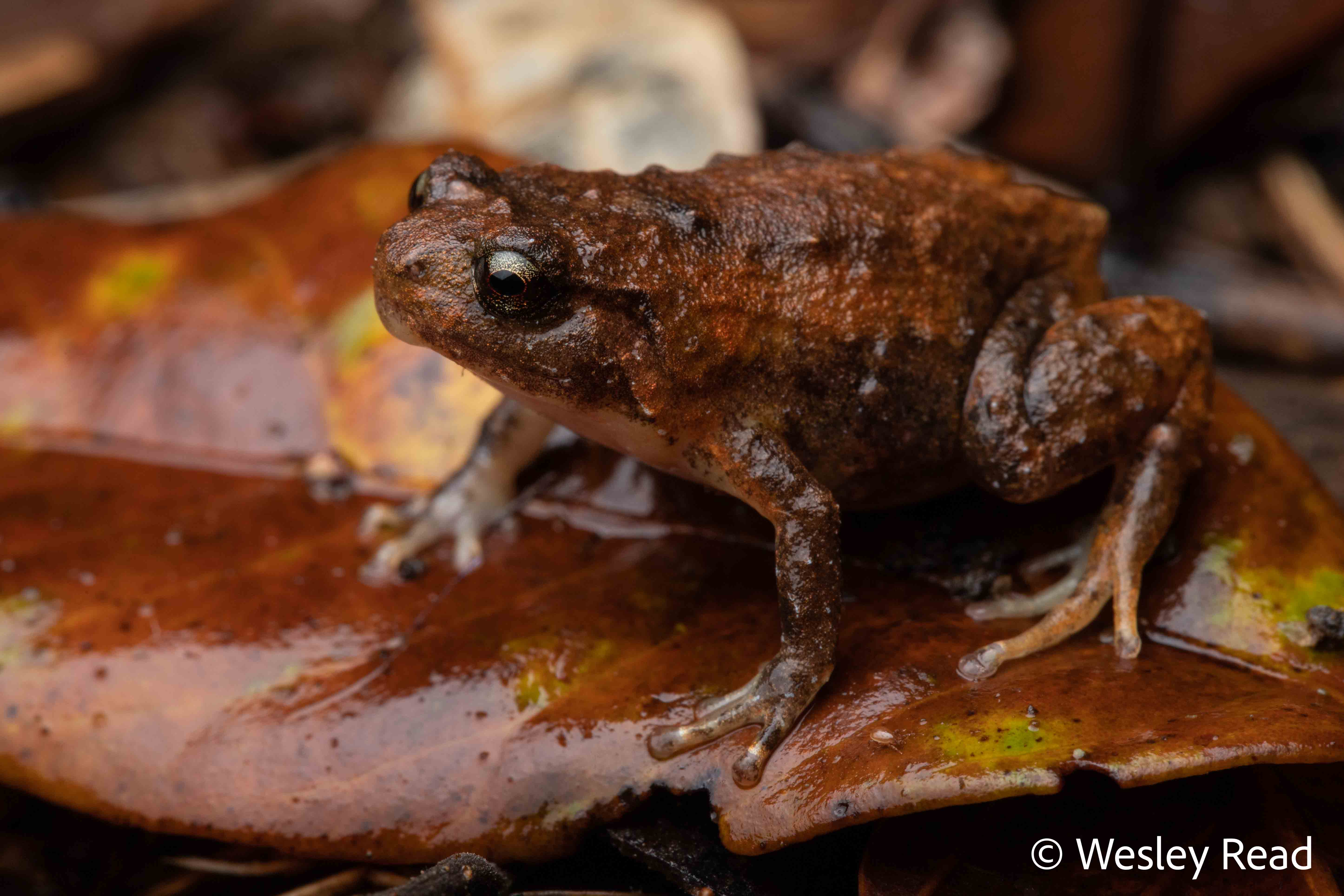 Cophixalus neglectus
