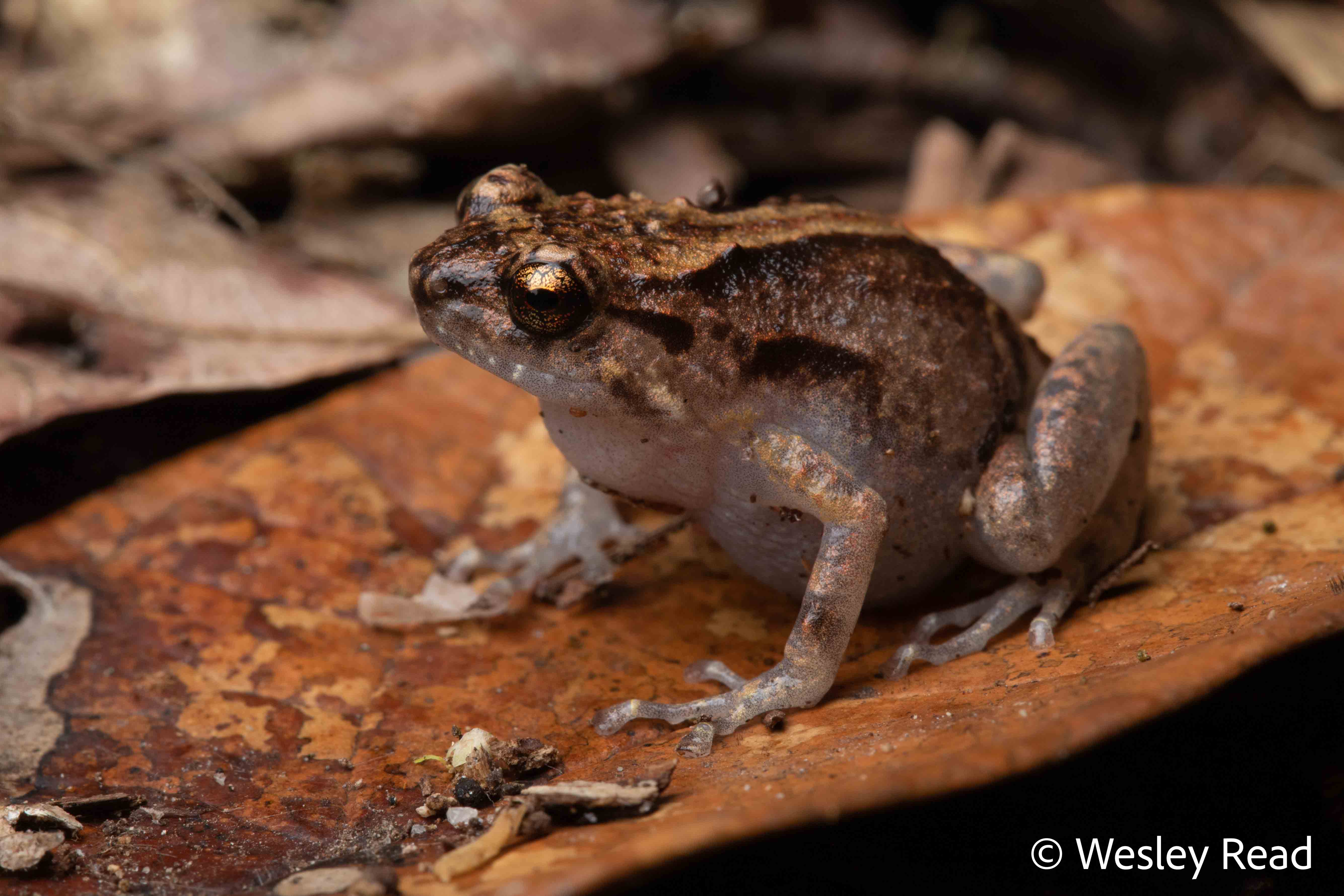 Cophixalus ornatus