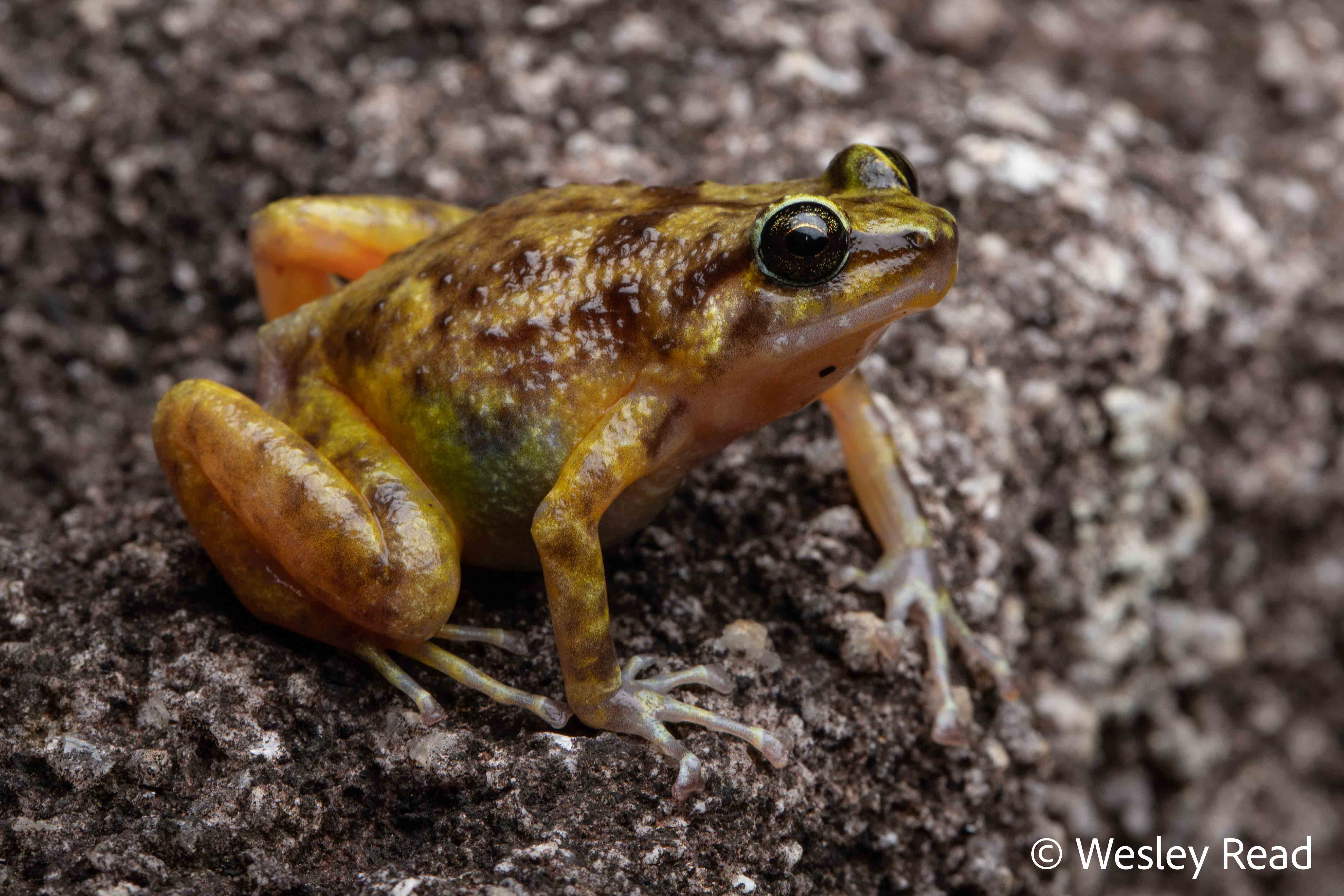Cophixalus saxatilis