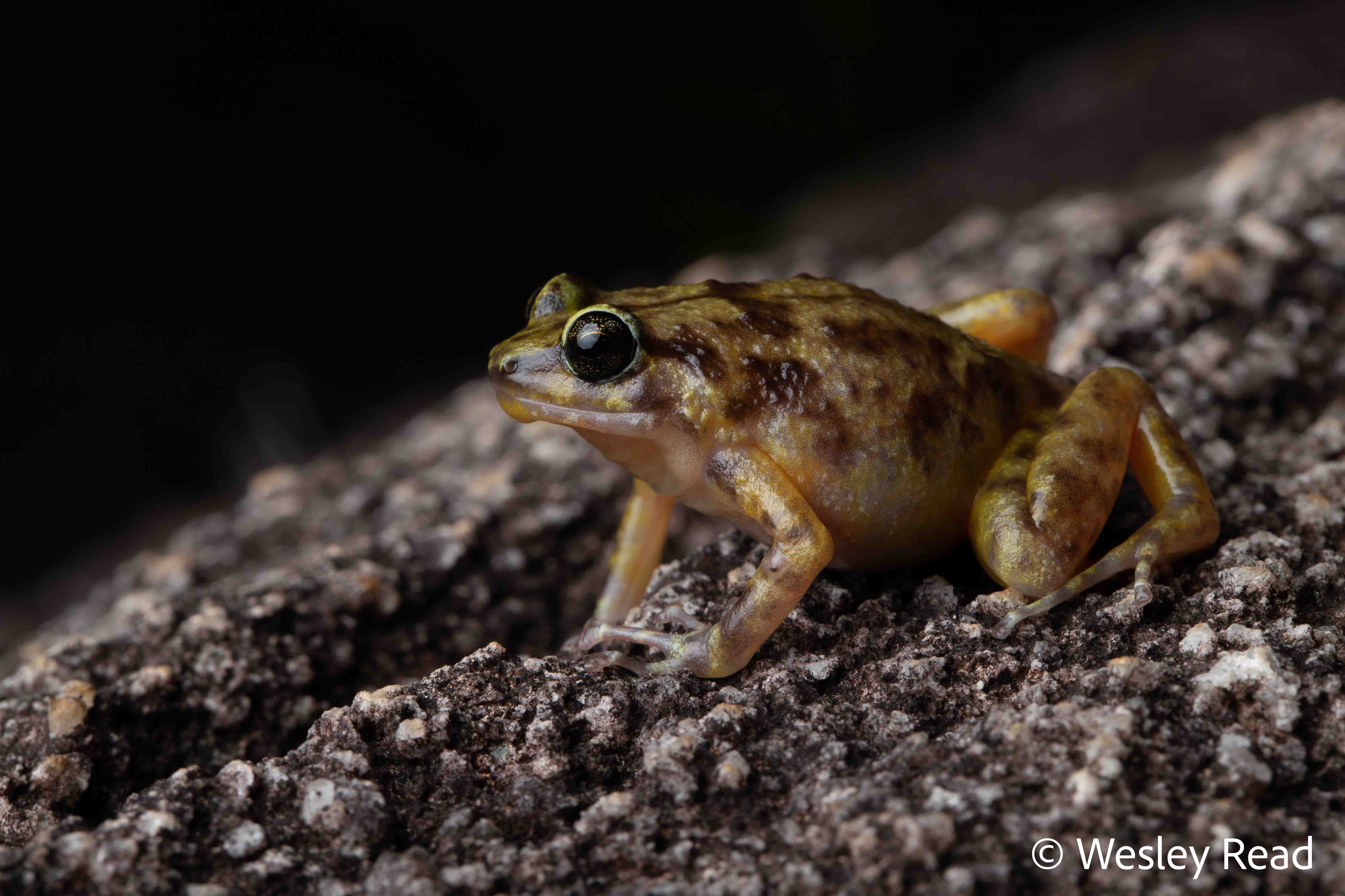 Cophixalus saxatilis