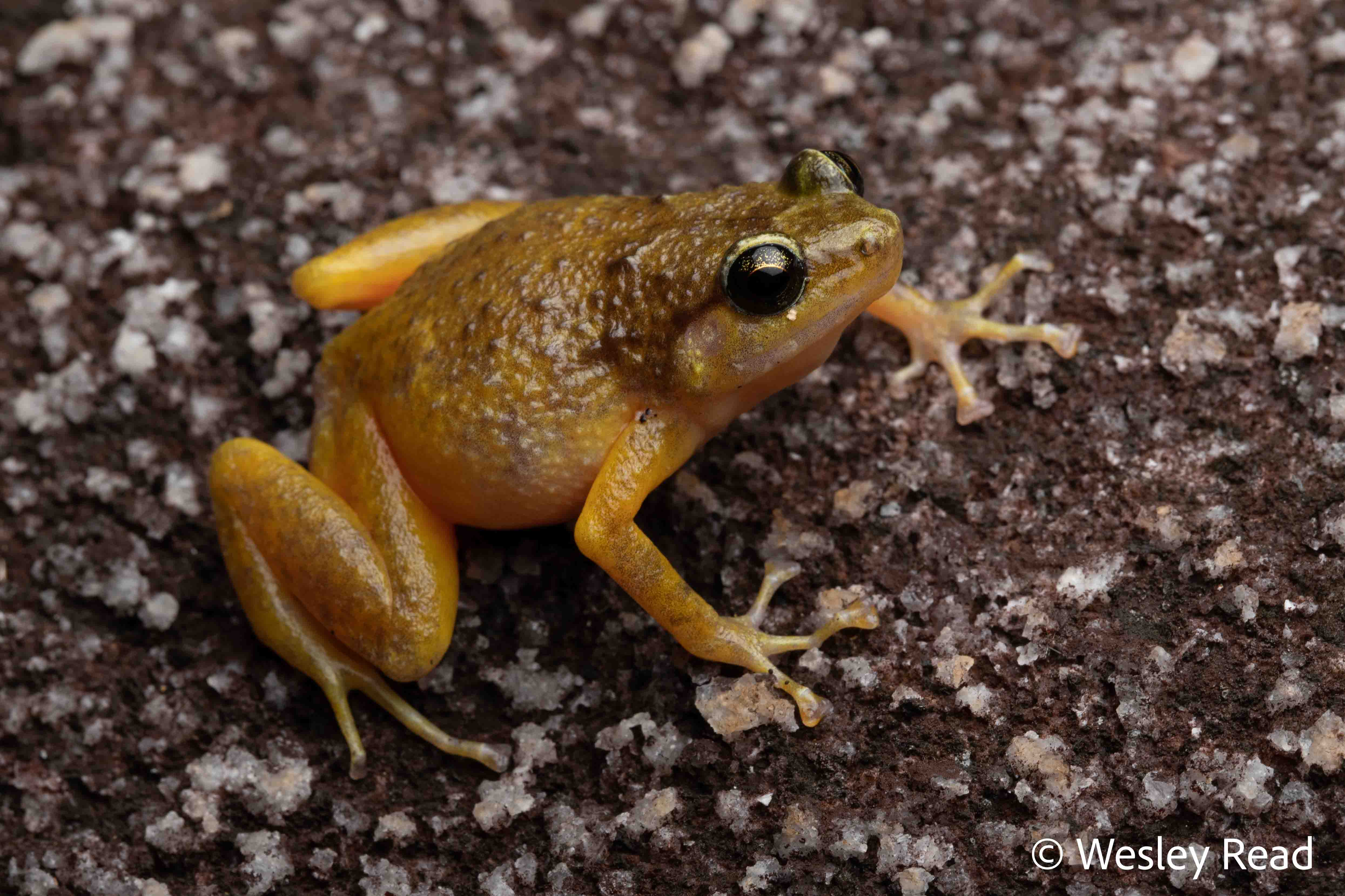 Cophixalus saxatilis