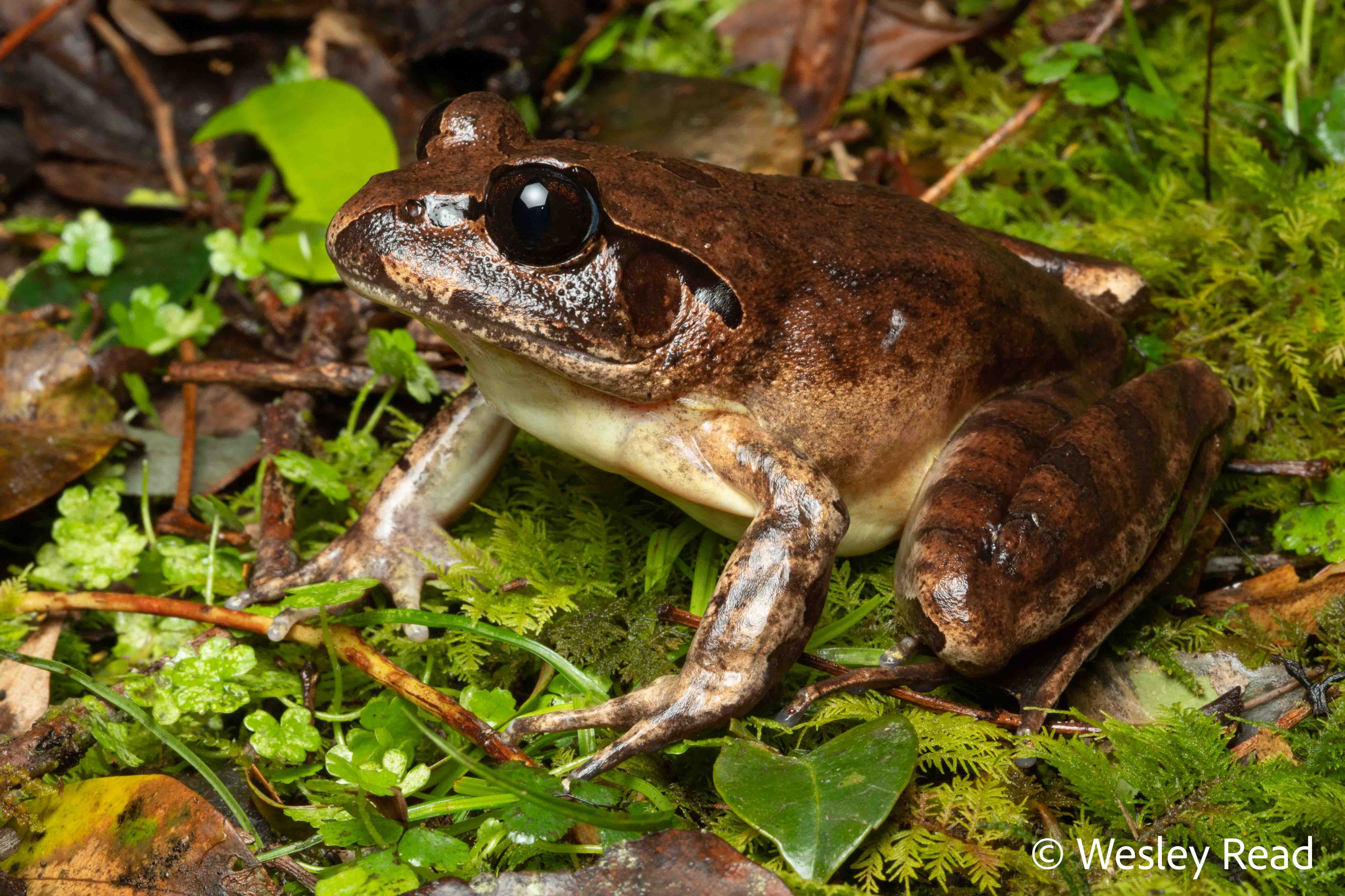 Mixophyes australis