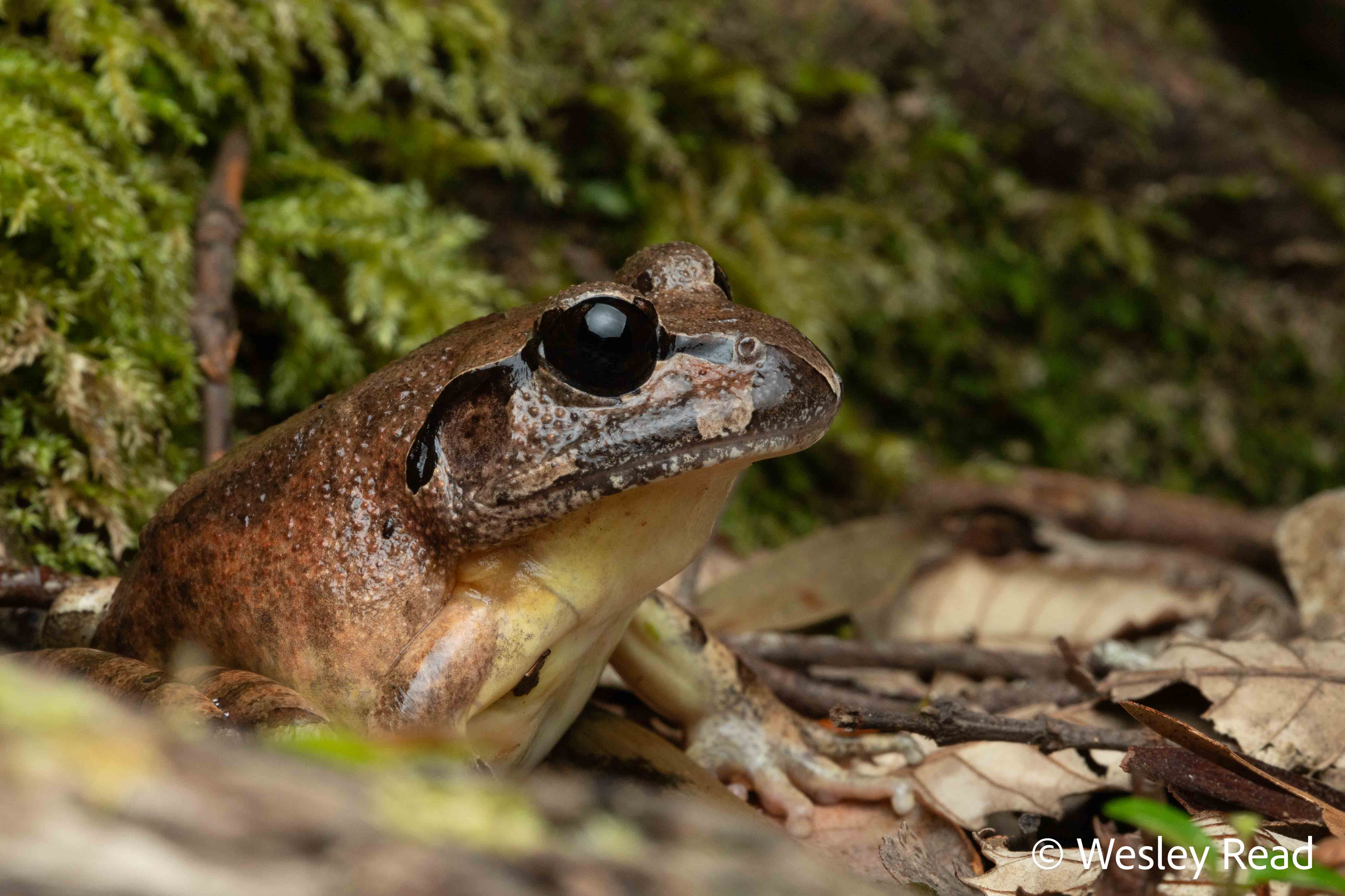 Mixophyes balbus