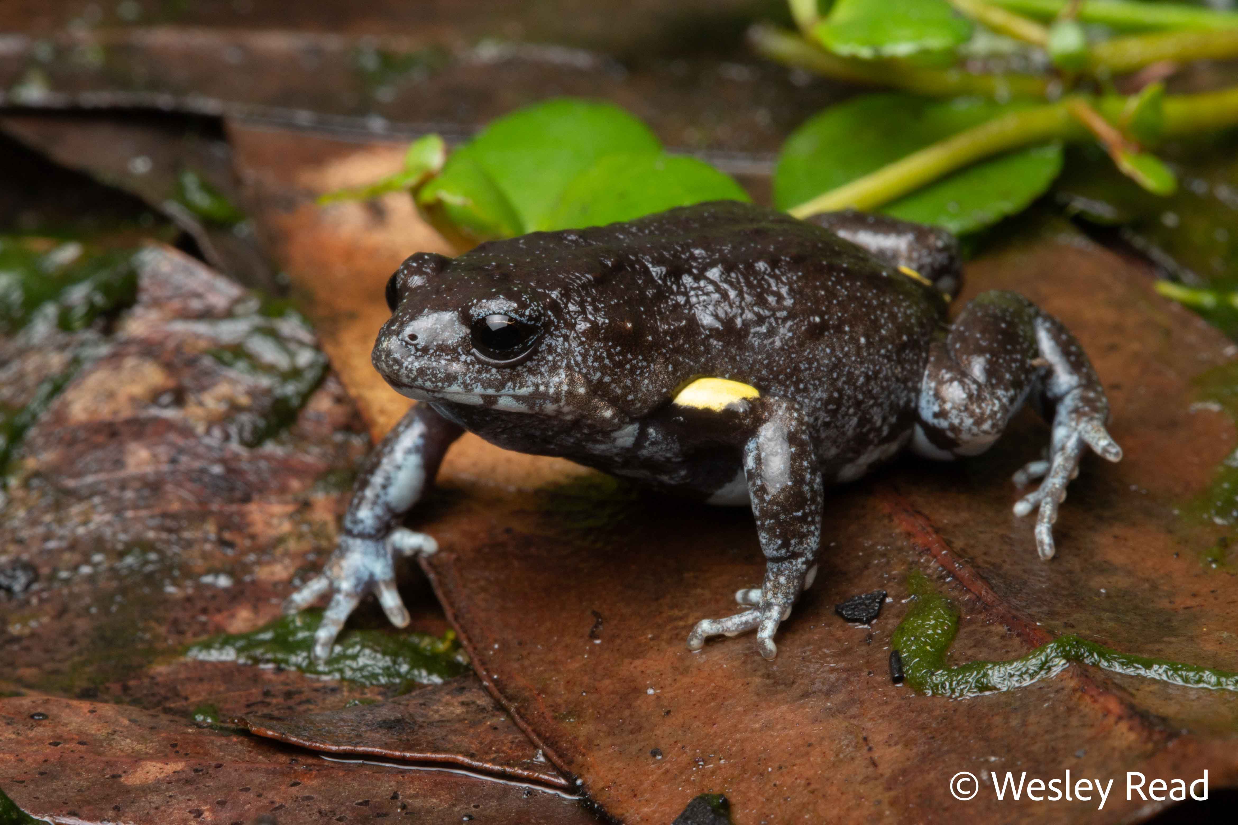 Pseudophryne bibronii