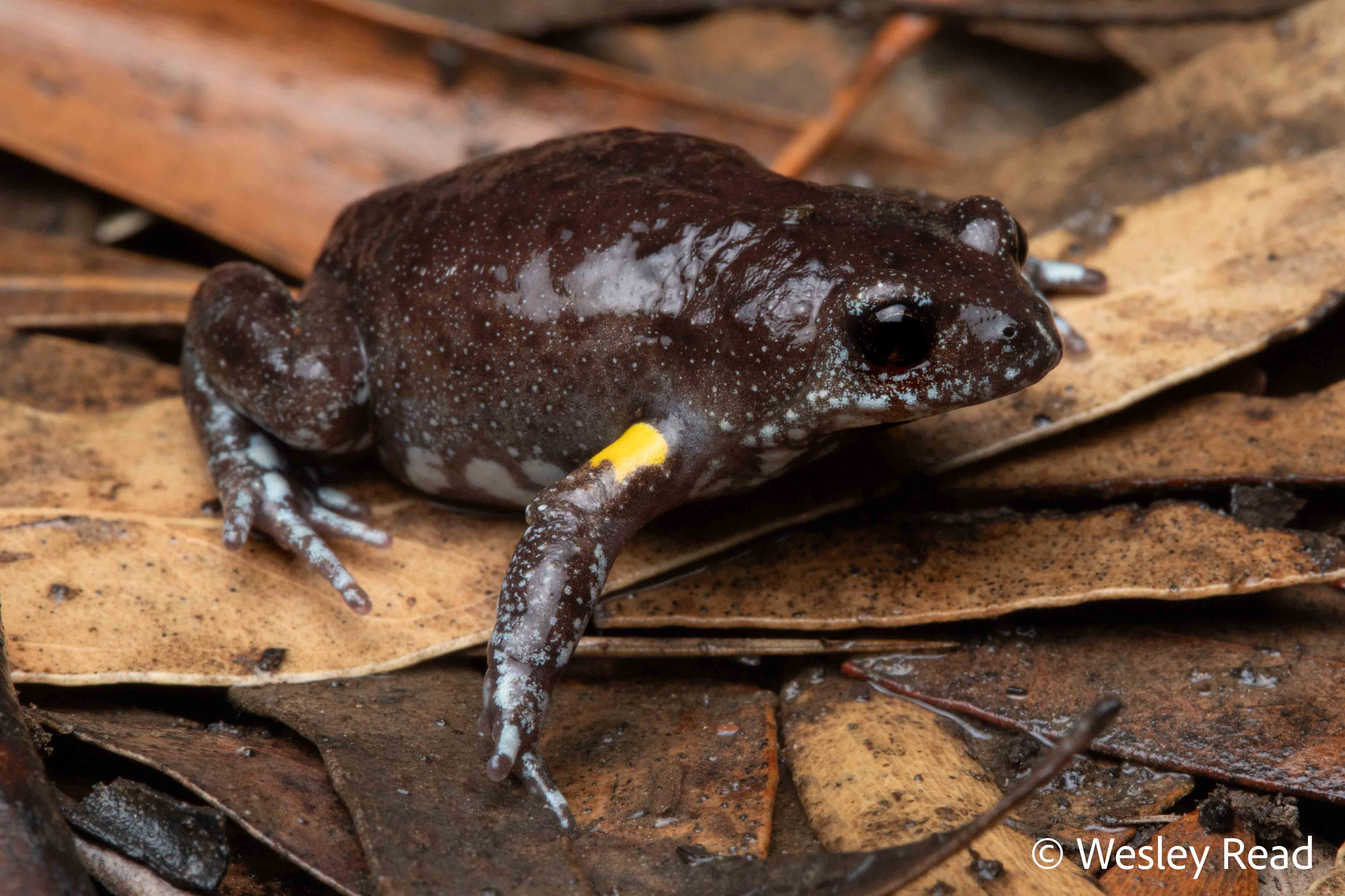 Pseudophryne bibronii