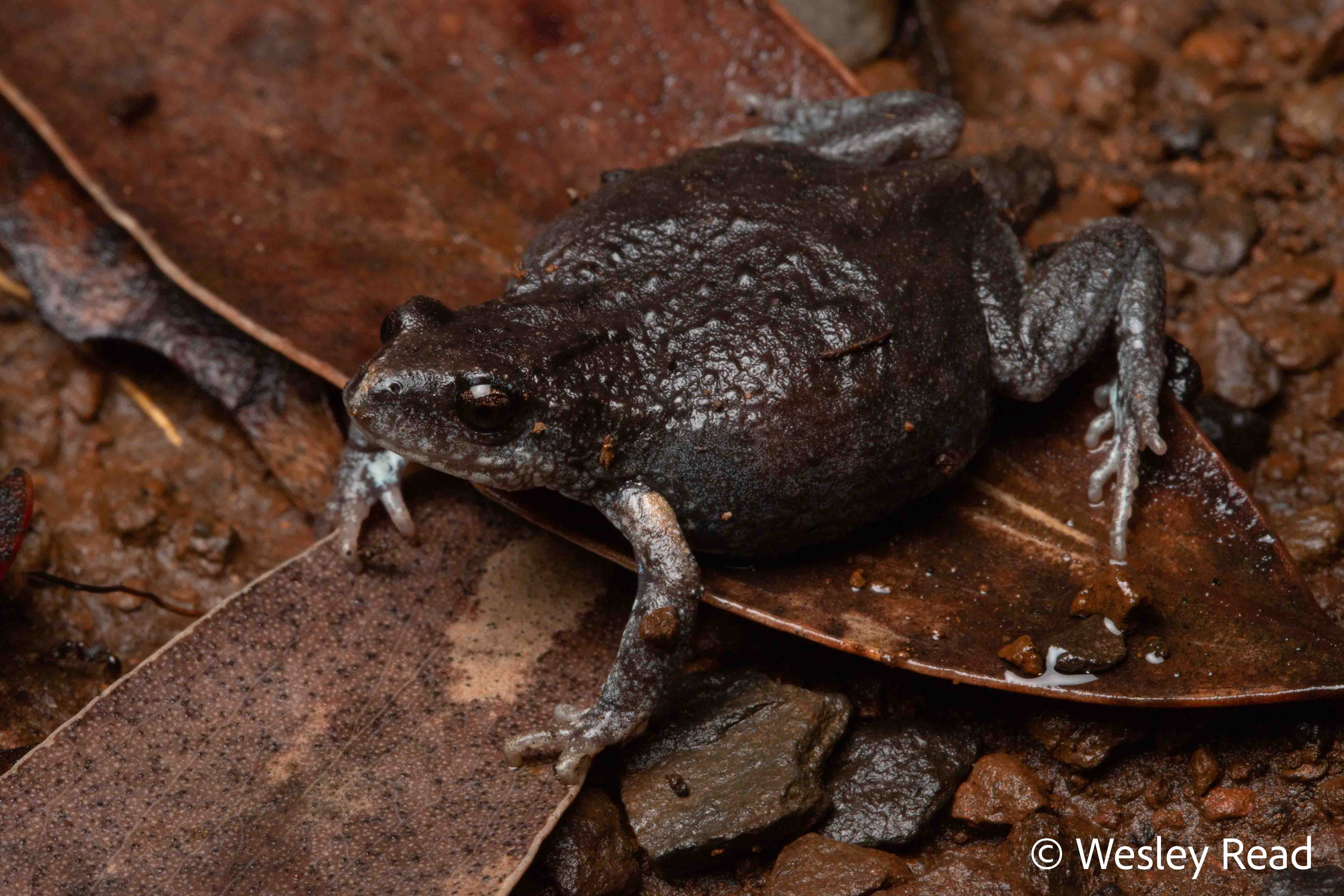 Pseudophryne bibronii