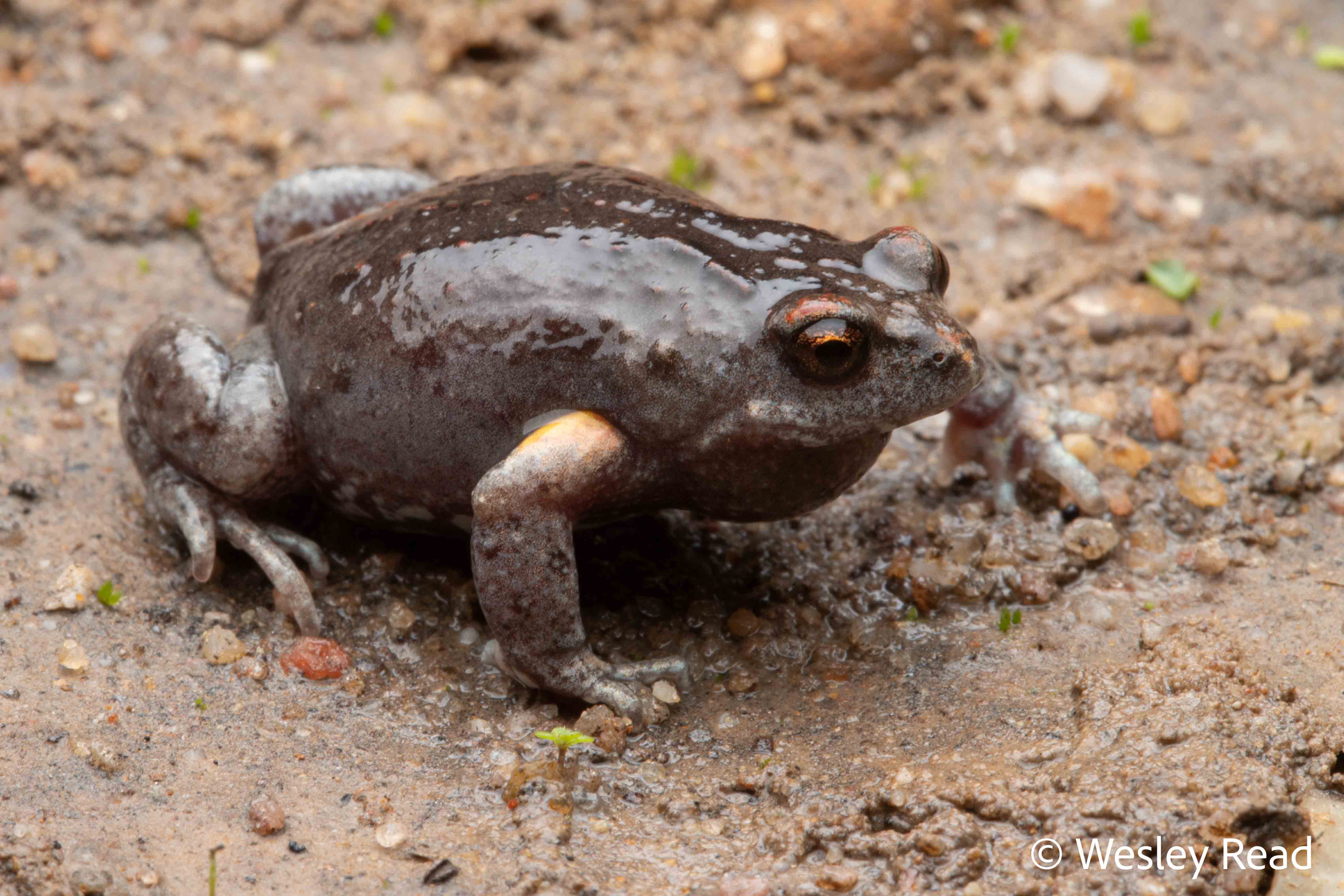 Pseudophryne bibronii