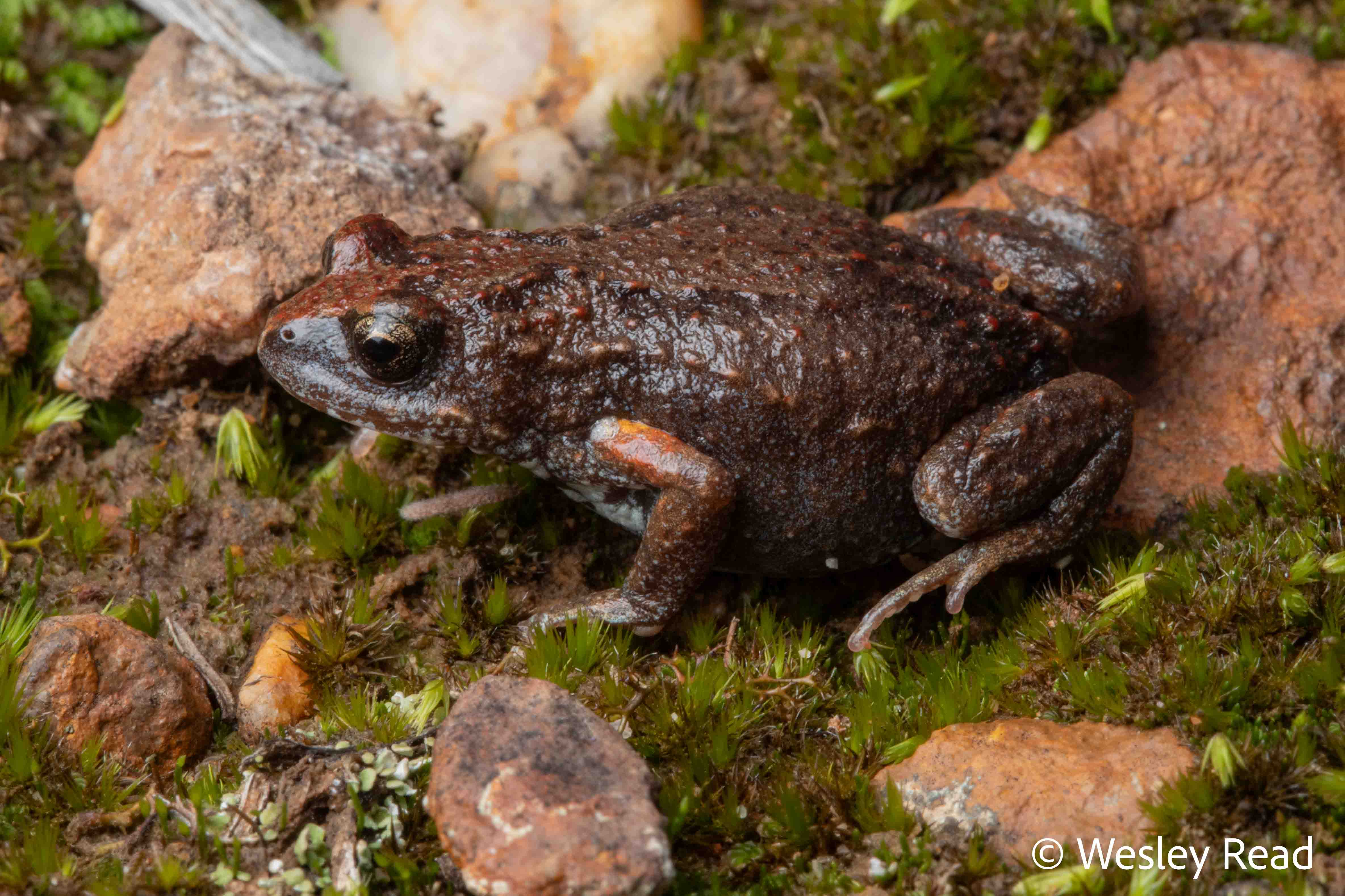 Pseudophryne bibronii