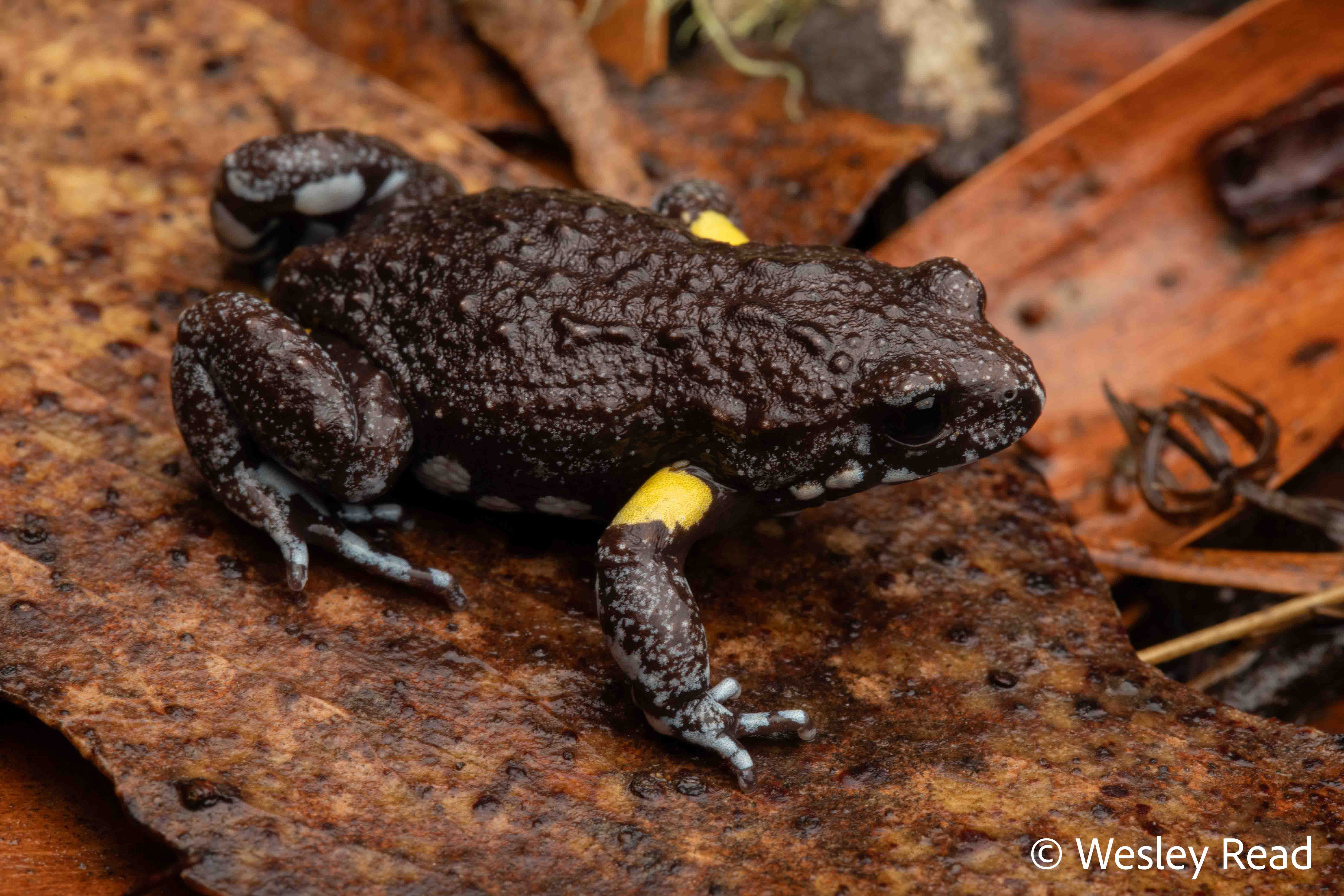 Pseudophryne bibronii