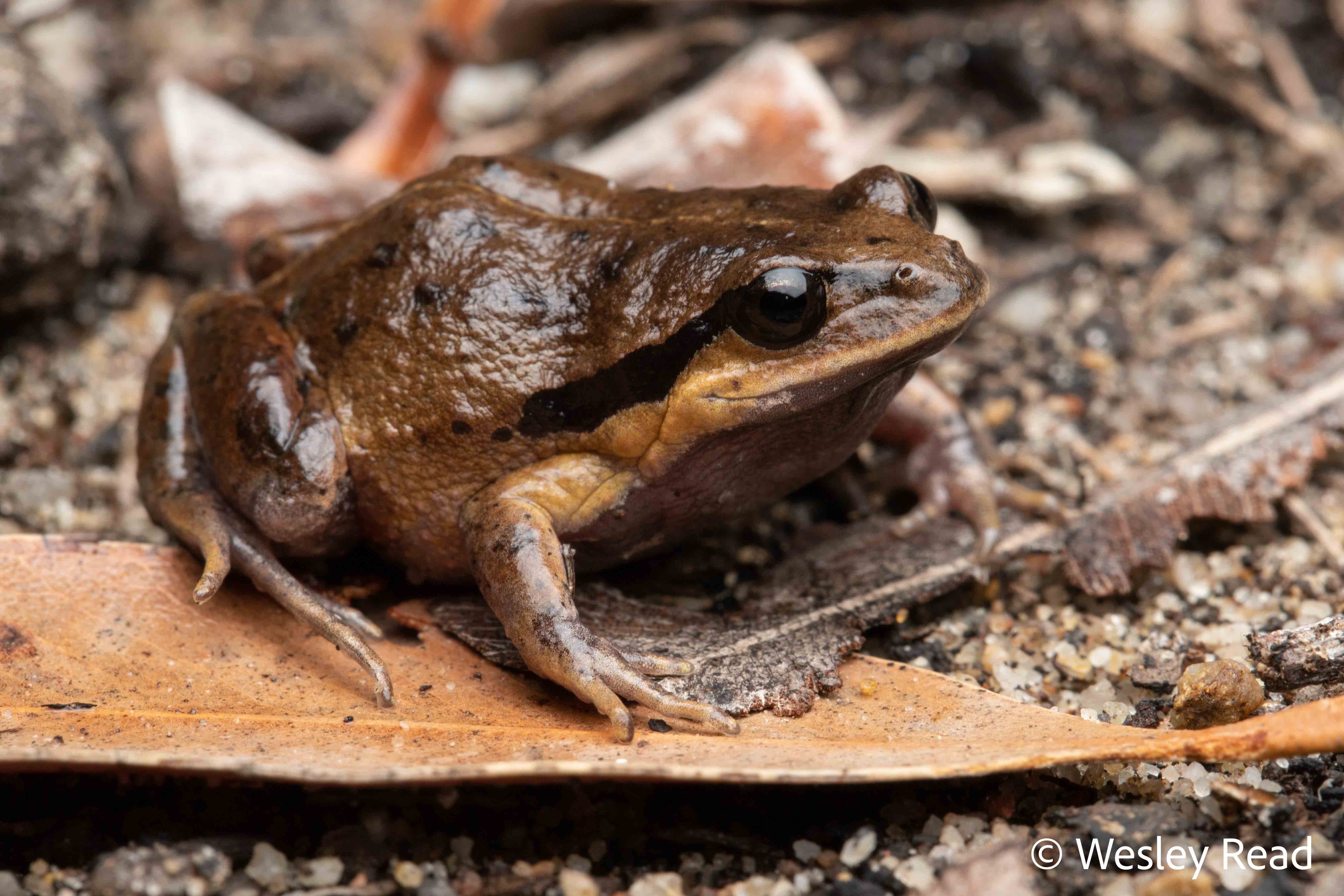 Paracrinia haswelli