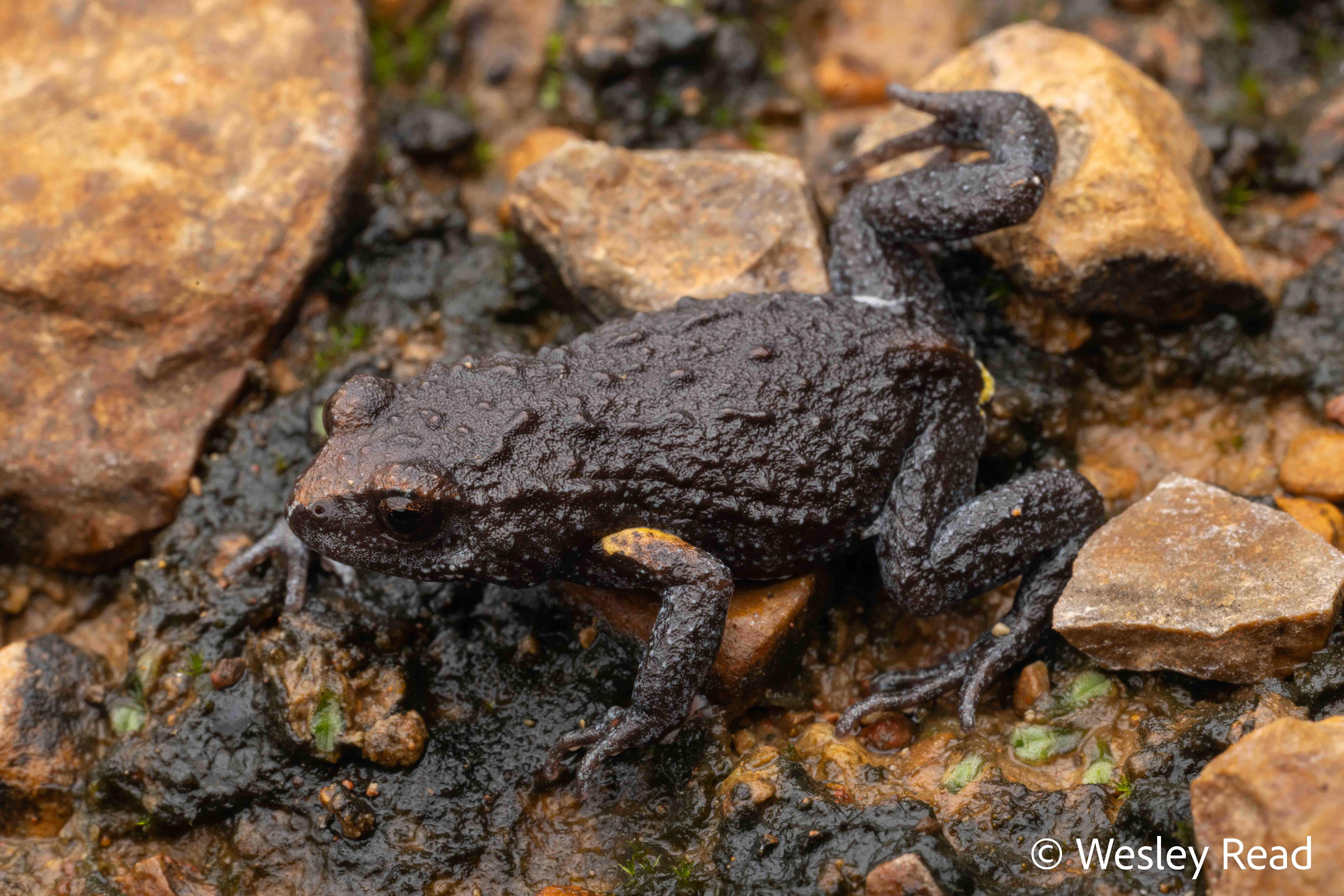 Pseudophryne major