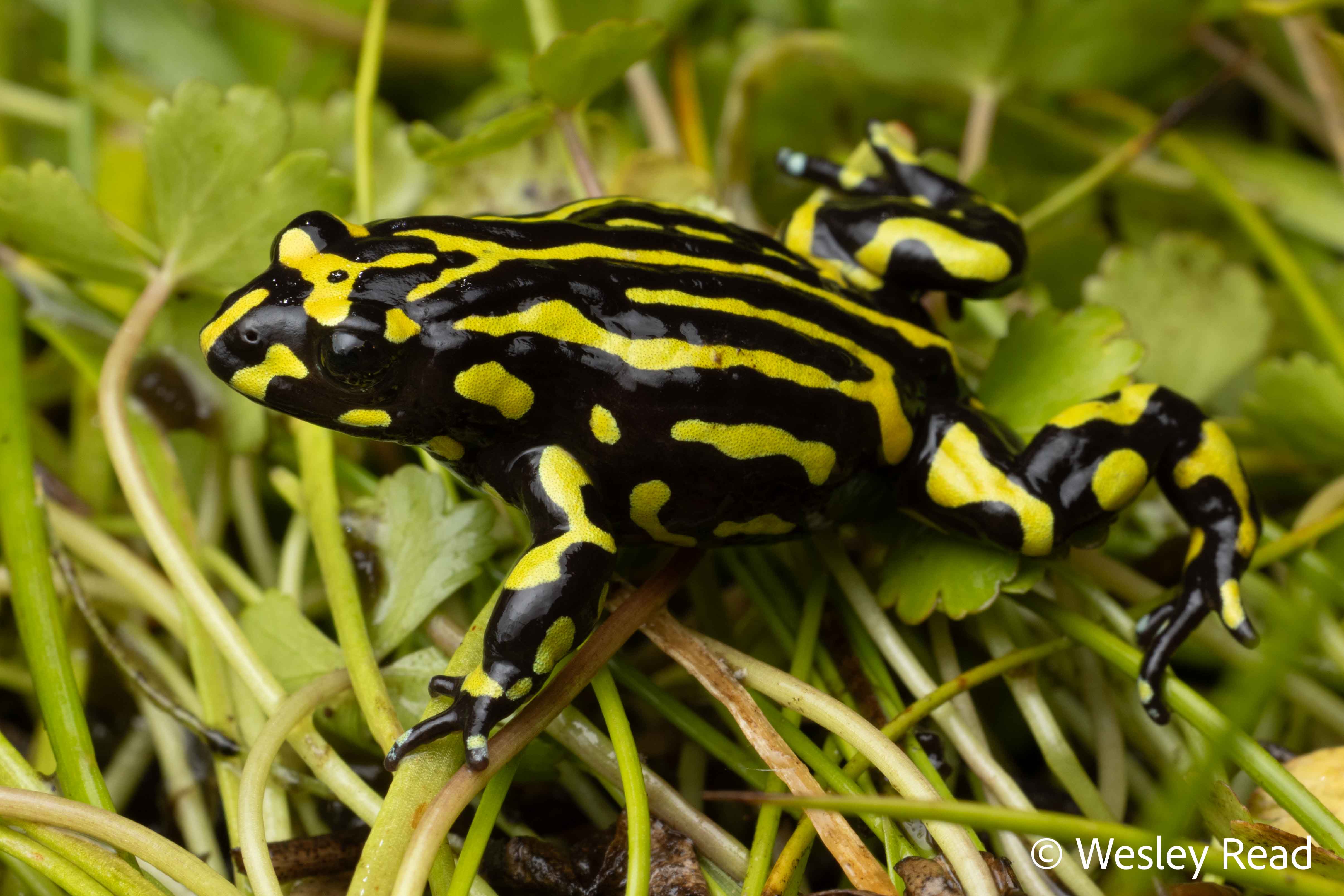 Pseudophryne pengilleyi