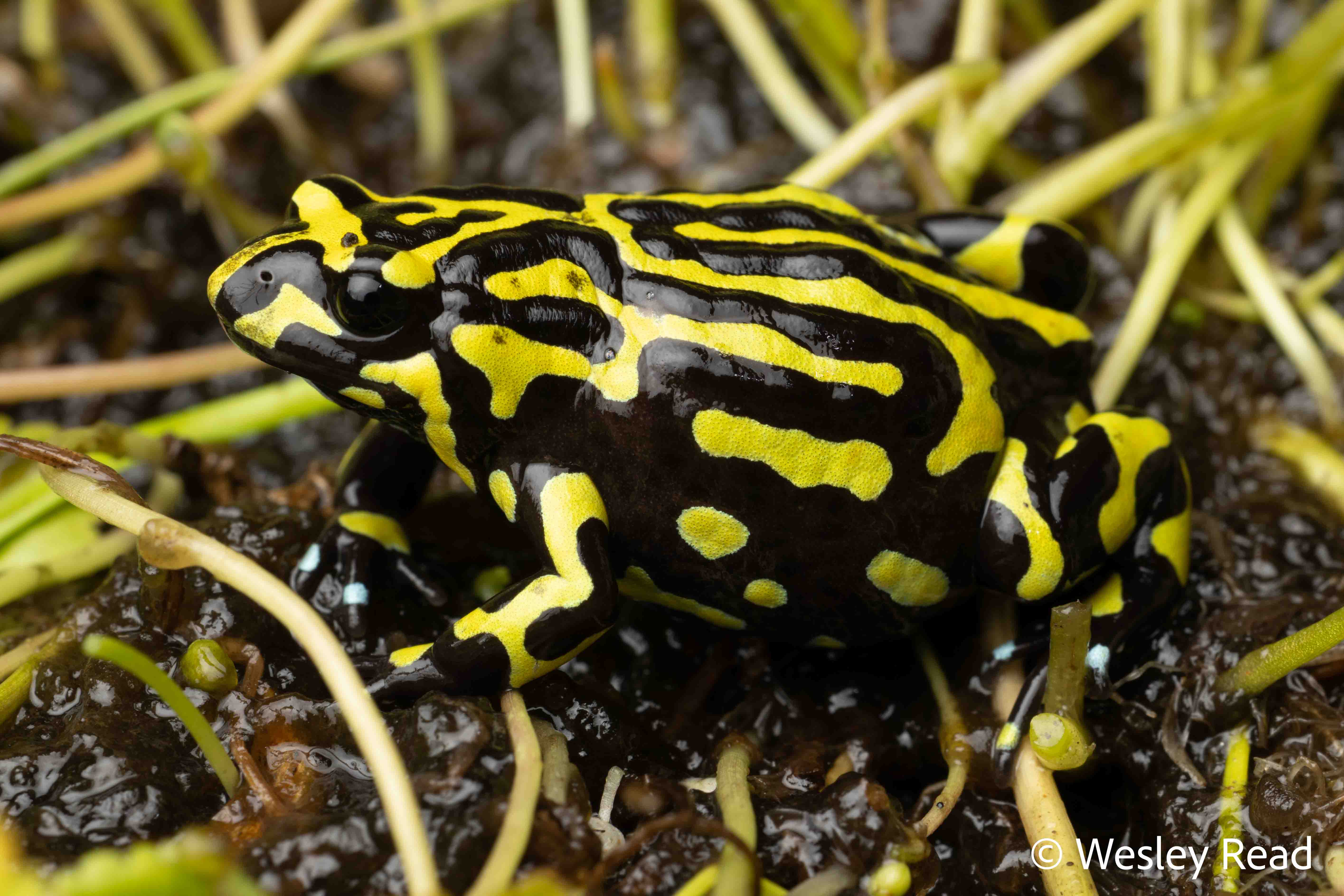 Pseudophryne pengilleyi