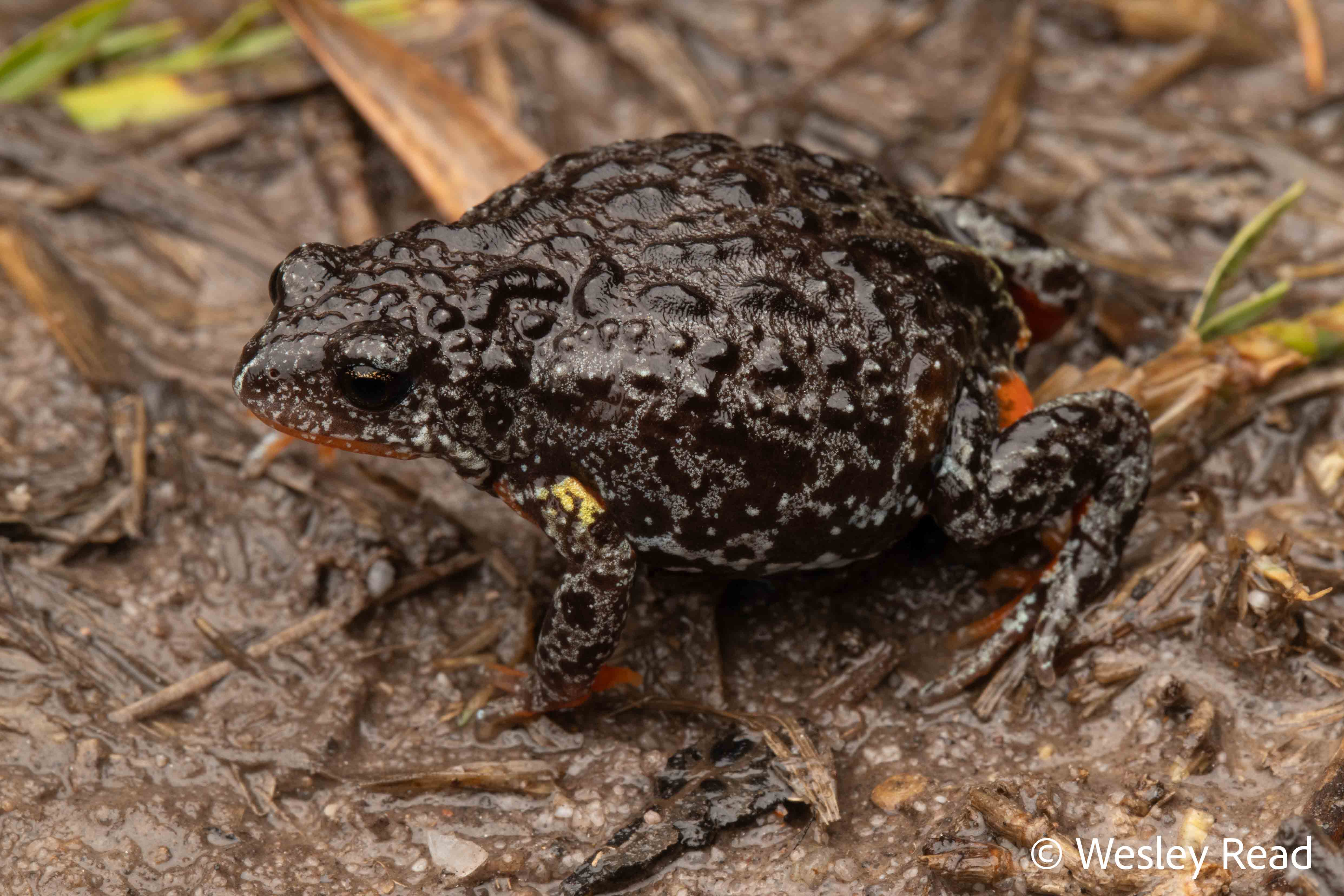 Pseudophryne semimarmorata