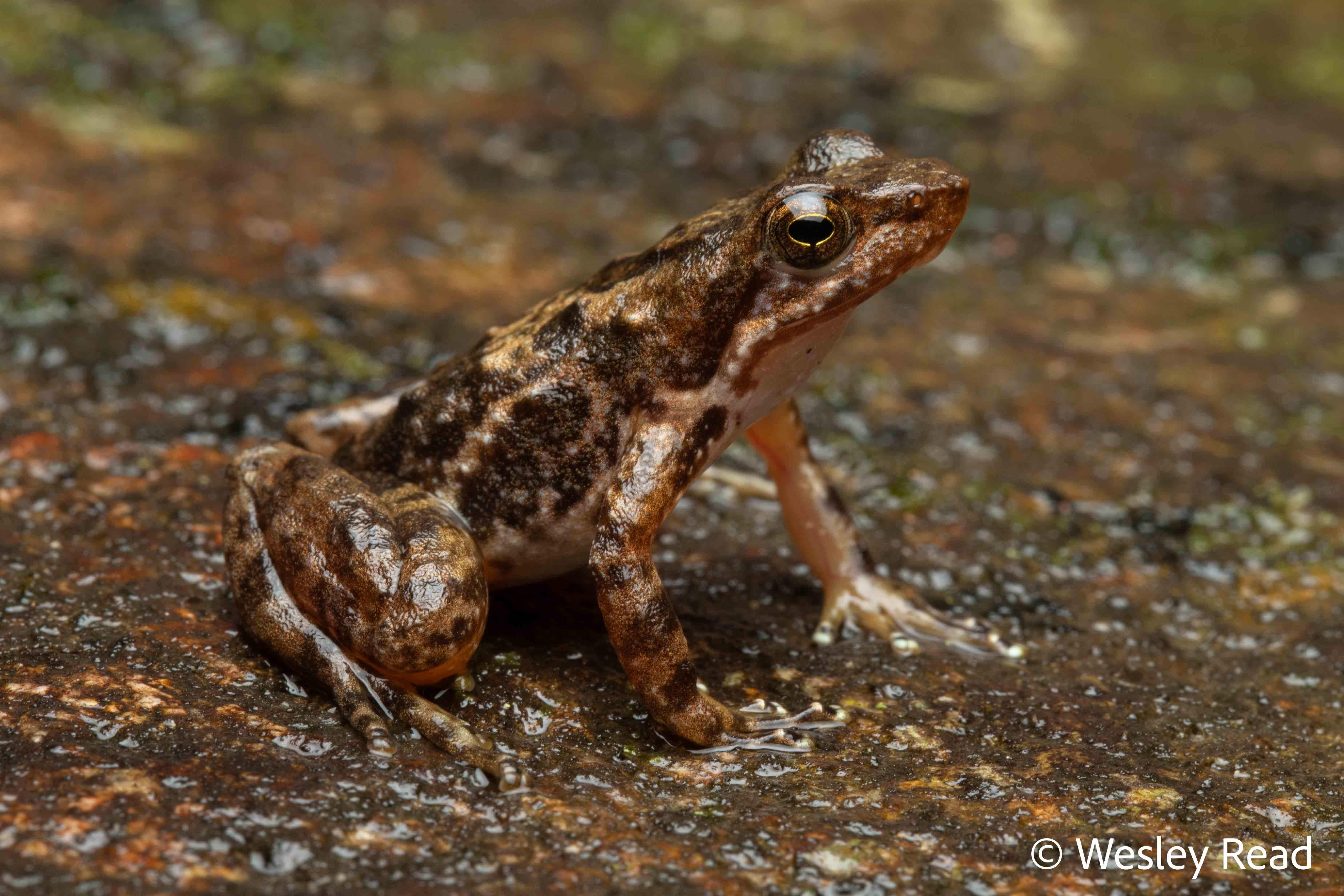 Taudactylus eungellensis