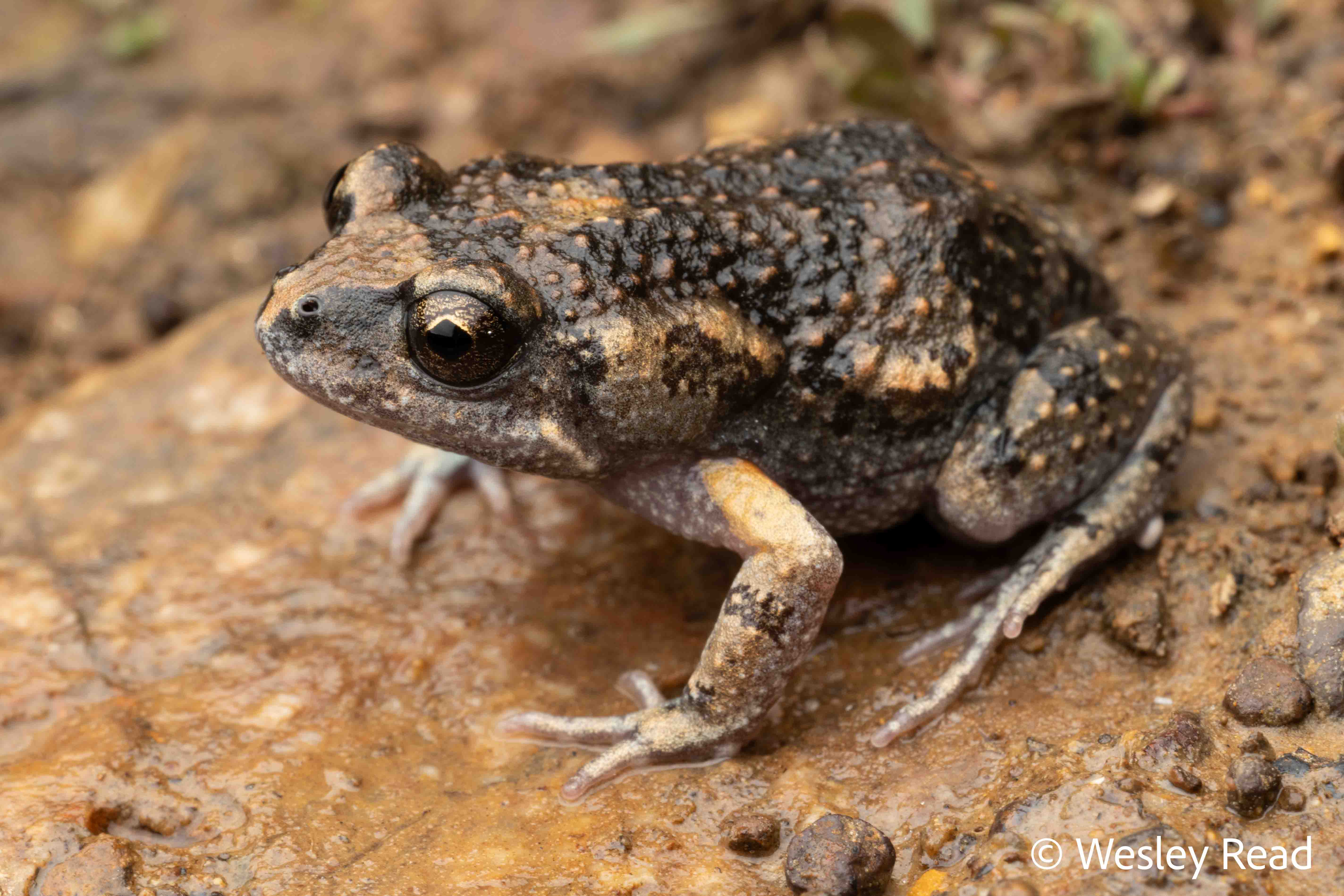 Uperoleia laevigata