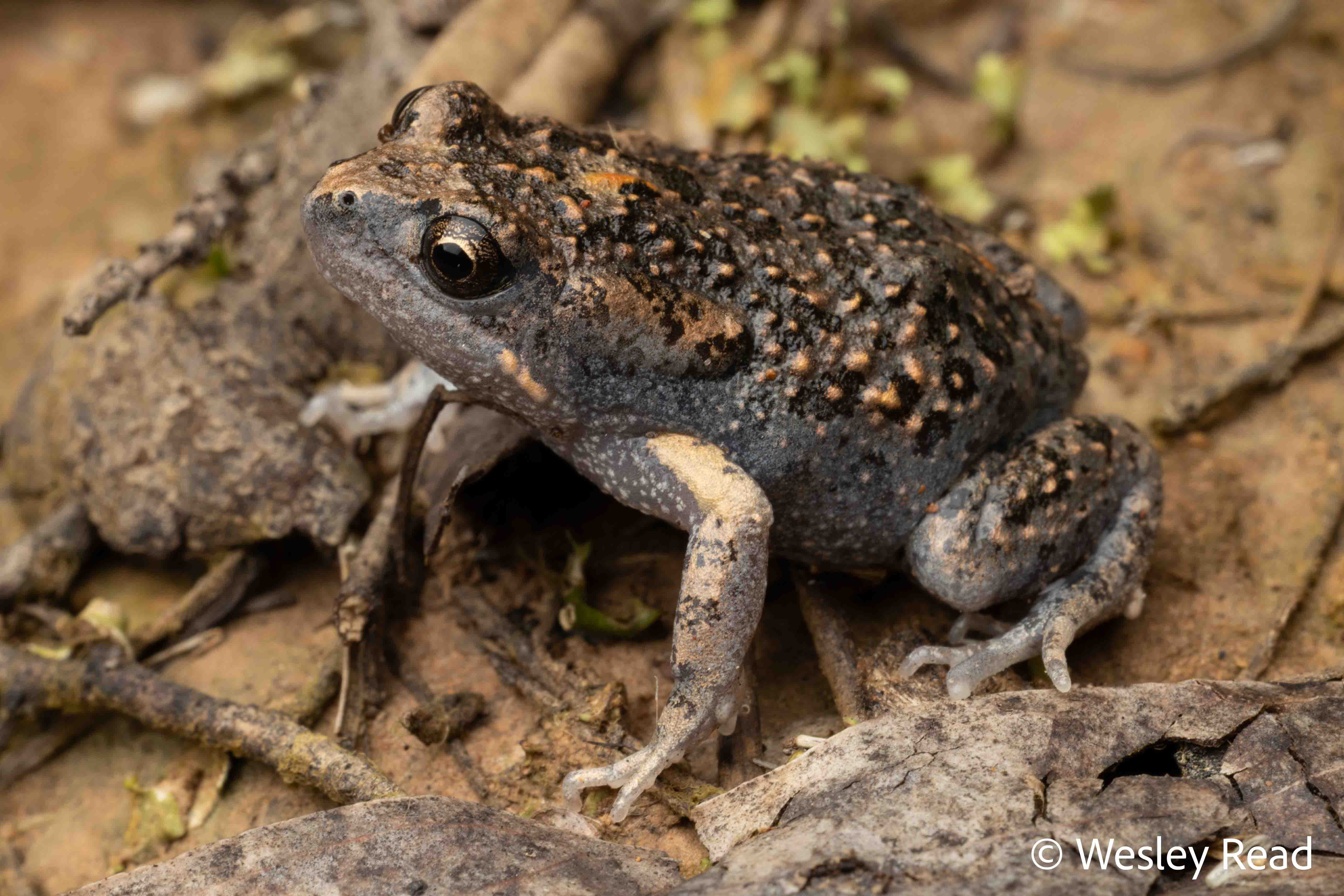 Uperoleia laevigata