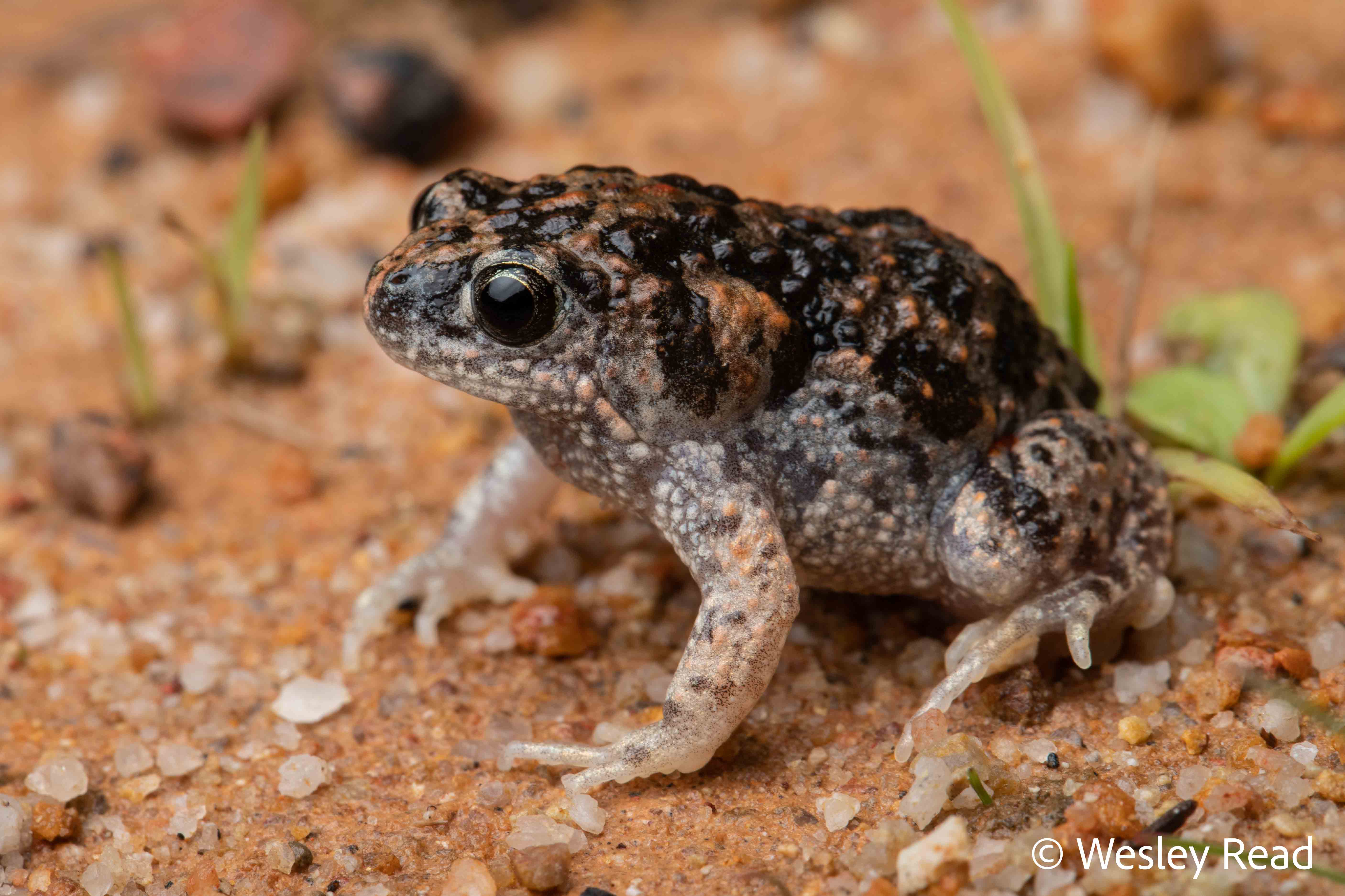 Uperoleia littlejohni