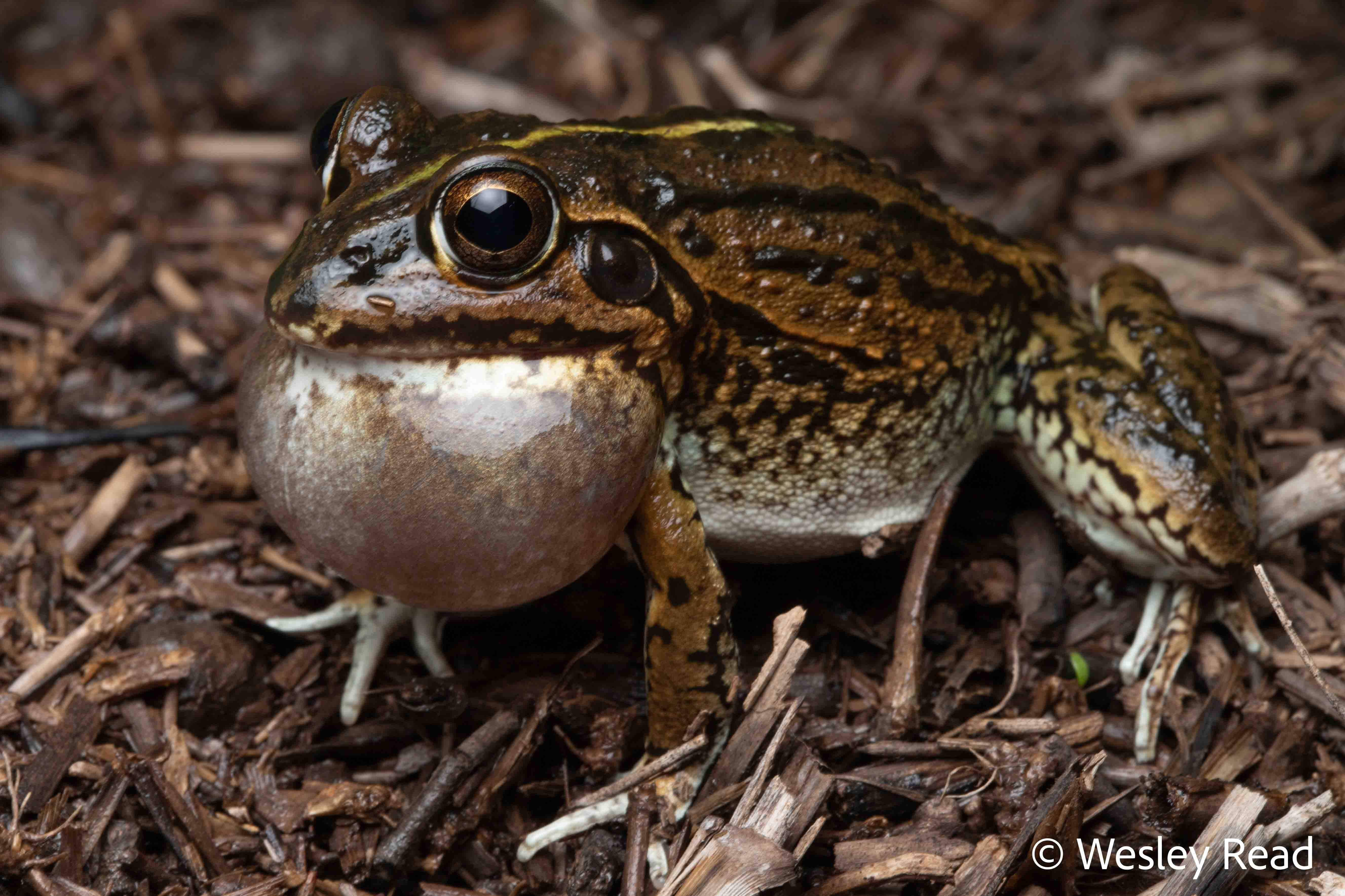 Cyclorana alboguttata