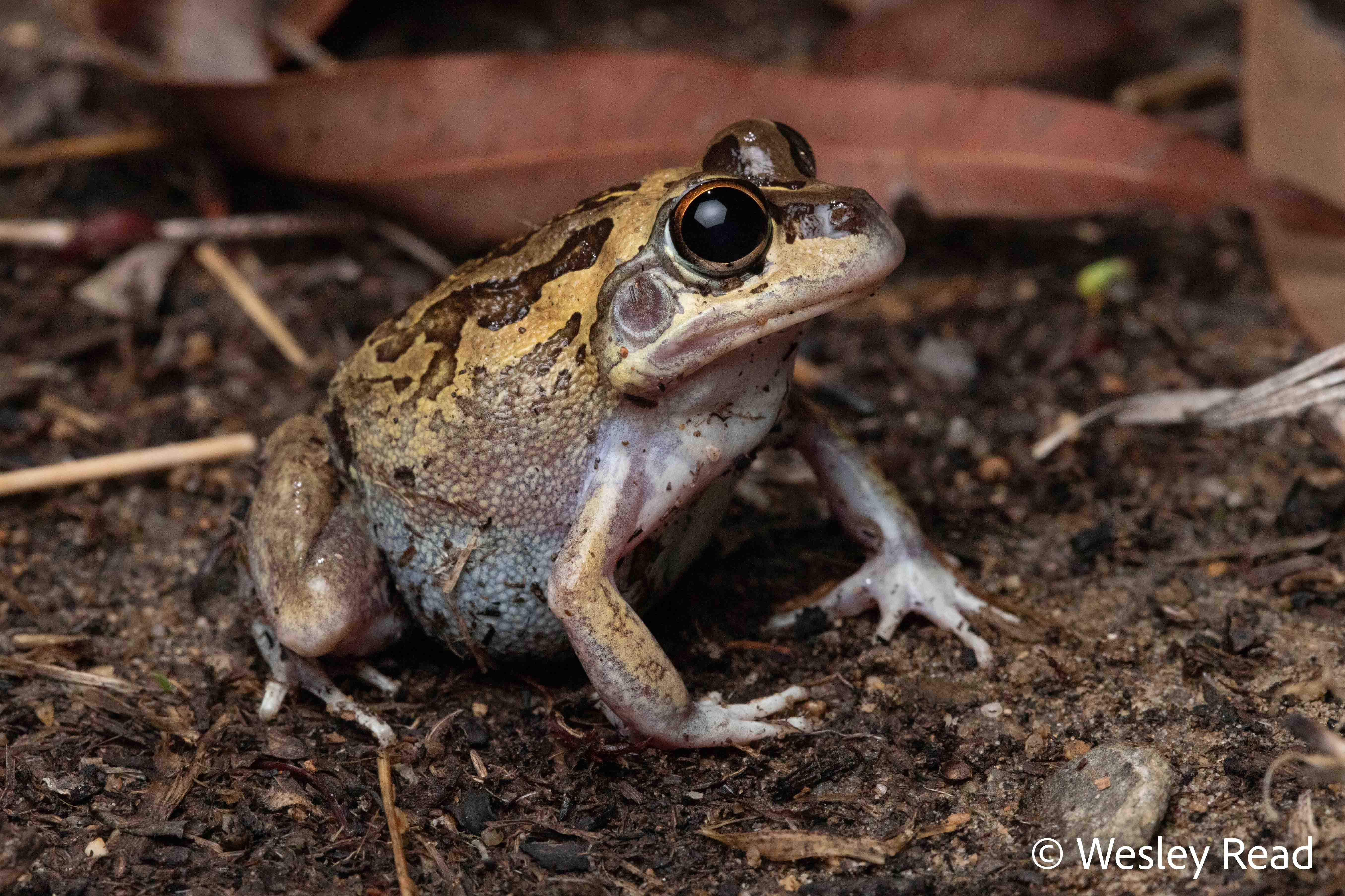 Cyclorana brevipes