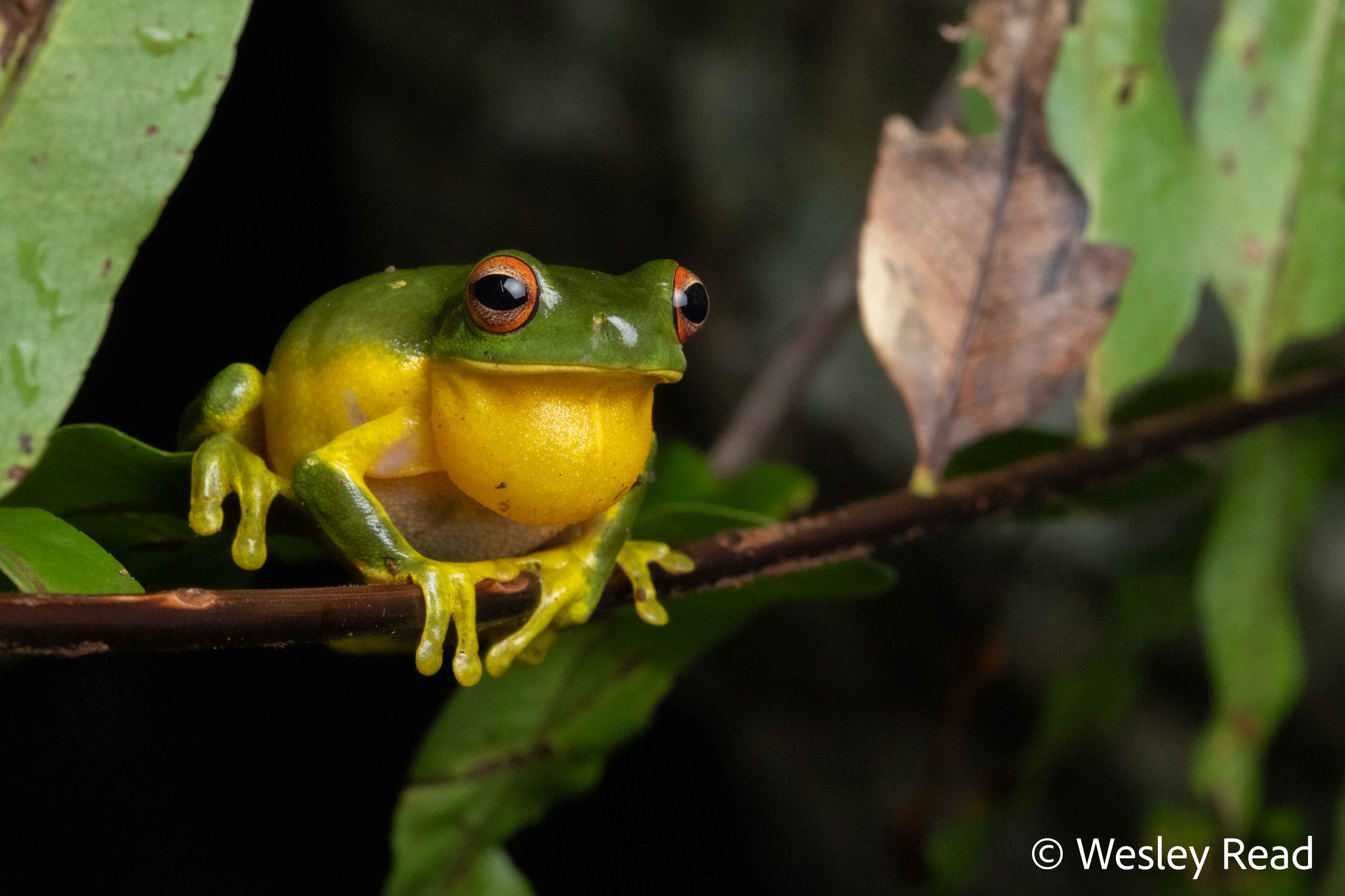 Chlorohyla chloris