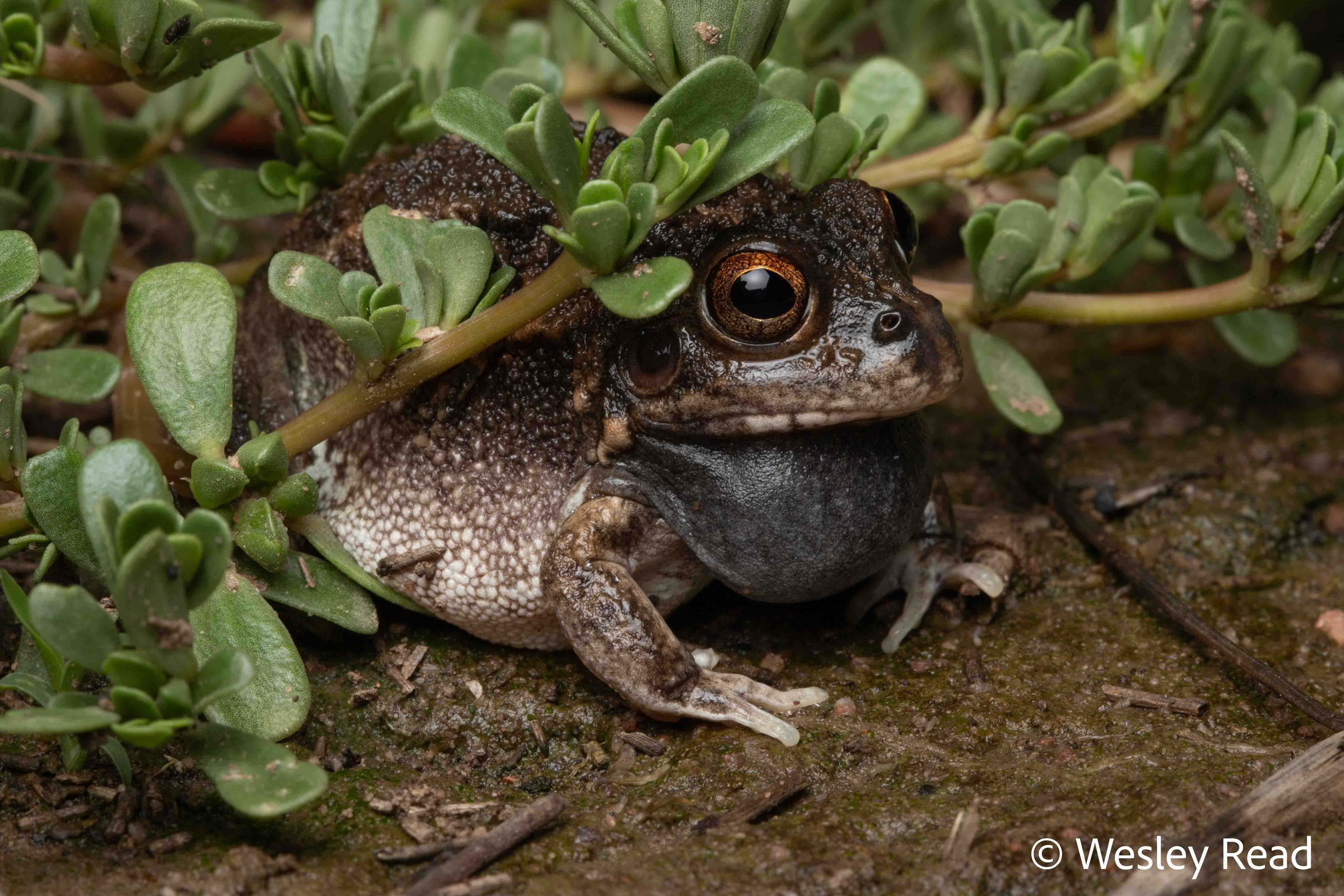 Cyclorana cultripes