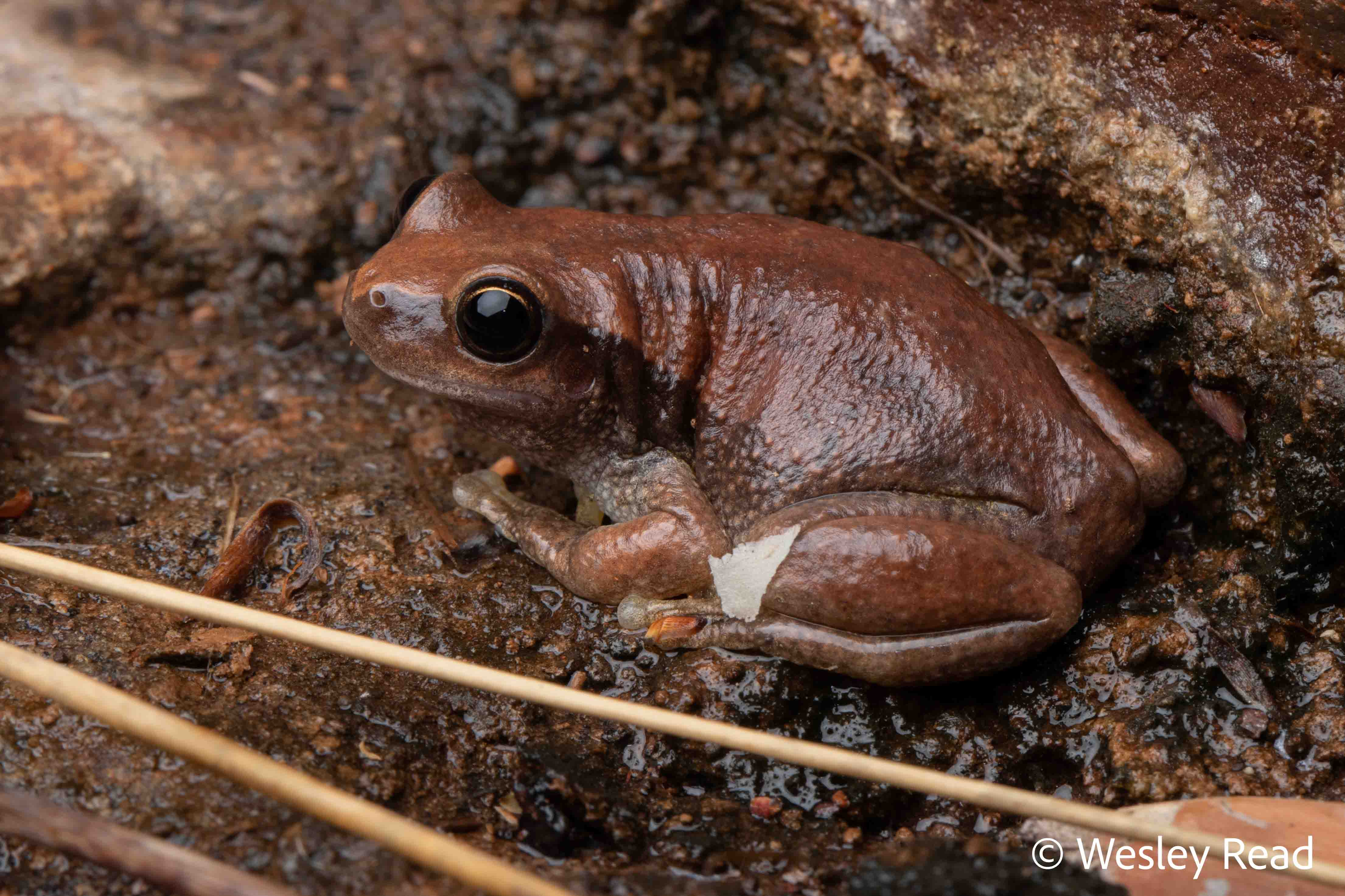 Colleeneremia larisonans