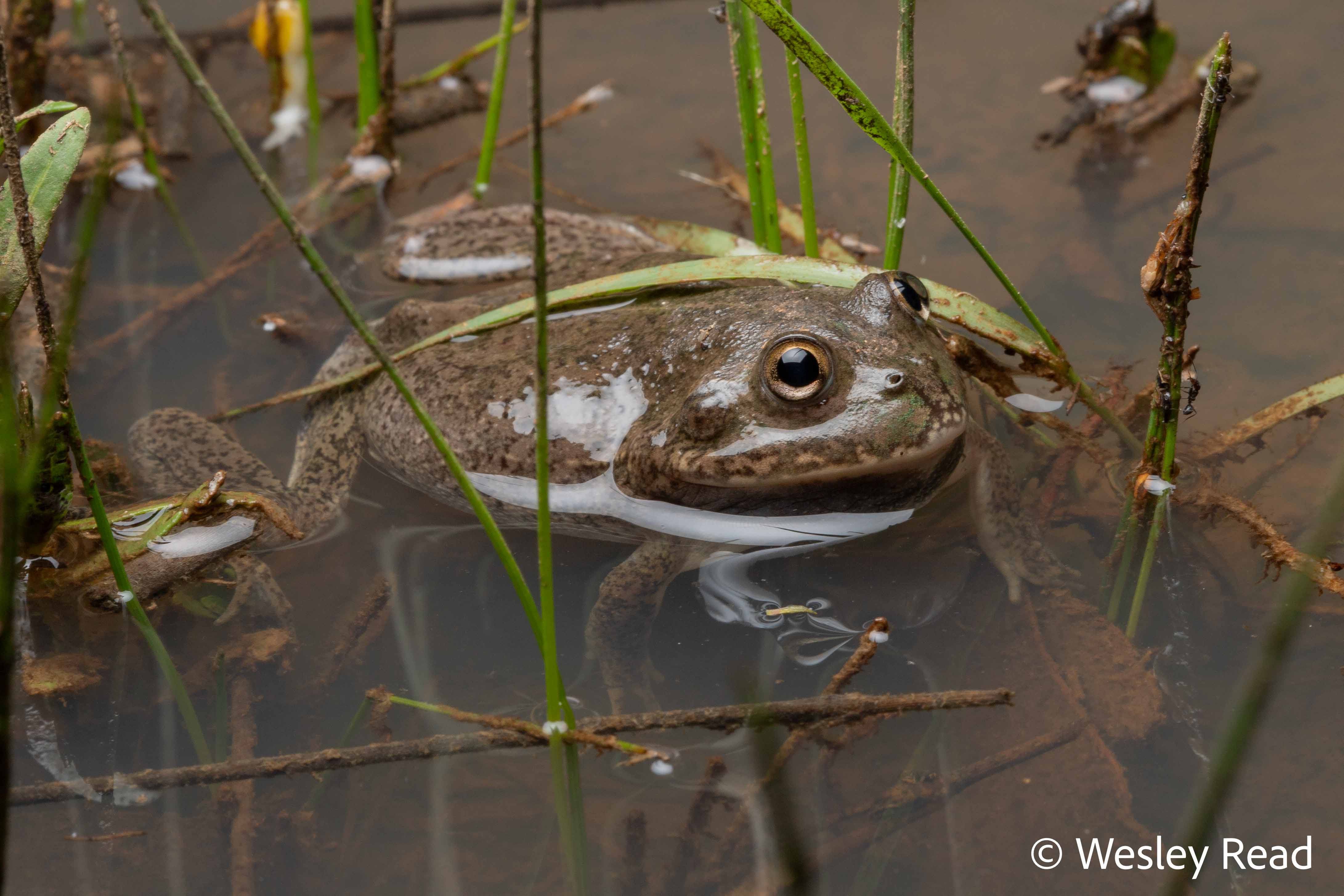 Cyclorana platycephalus