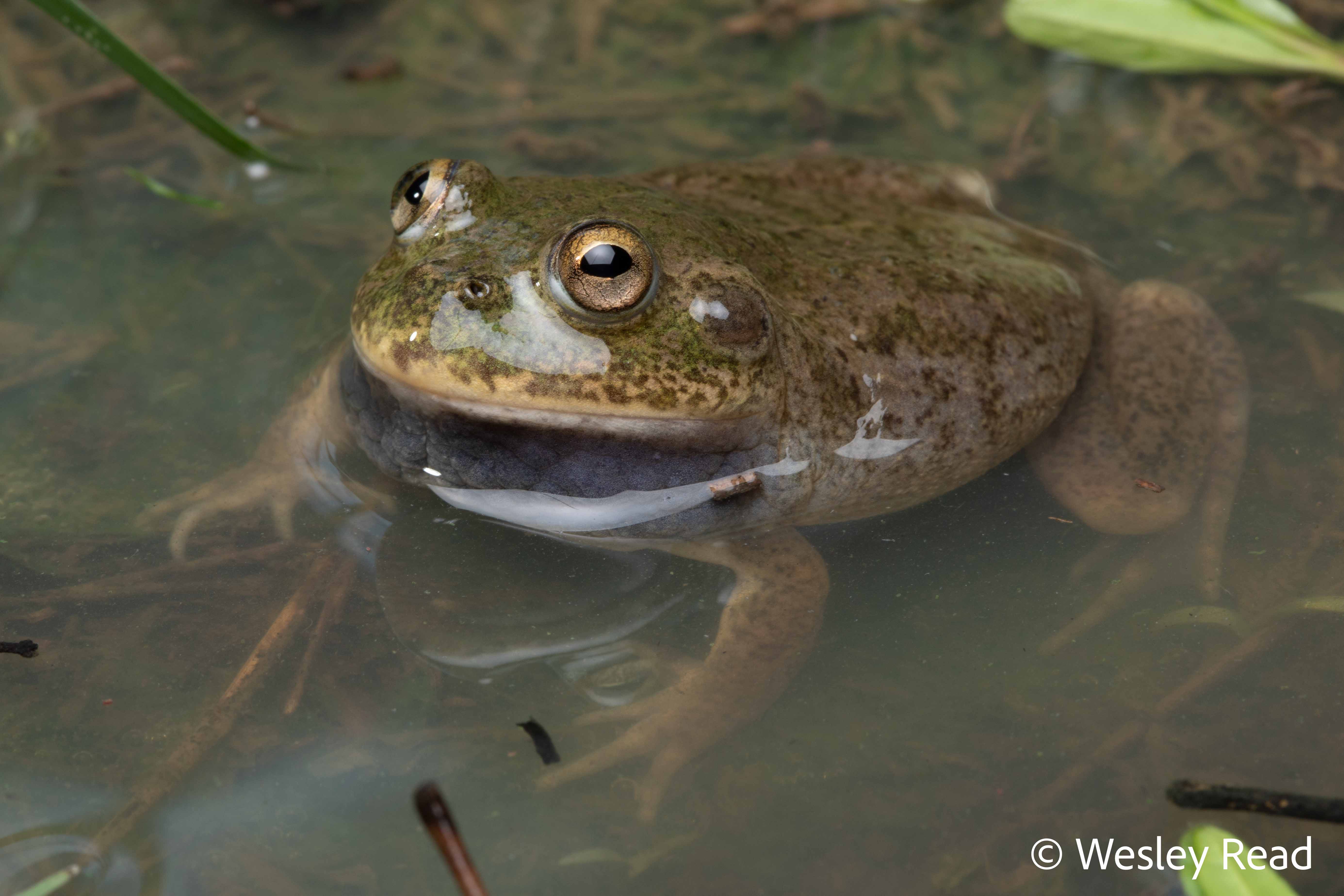 Cyclorana platycephalus