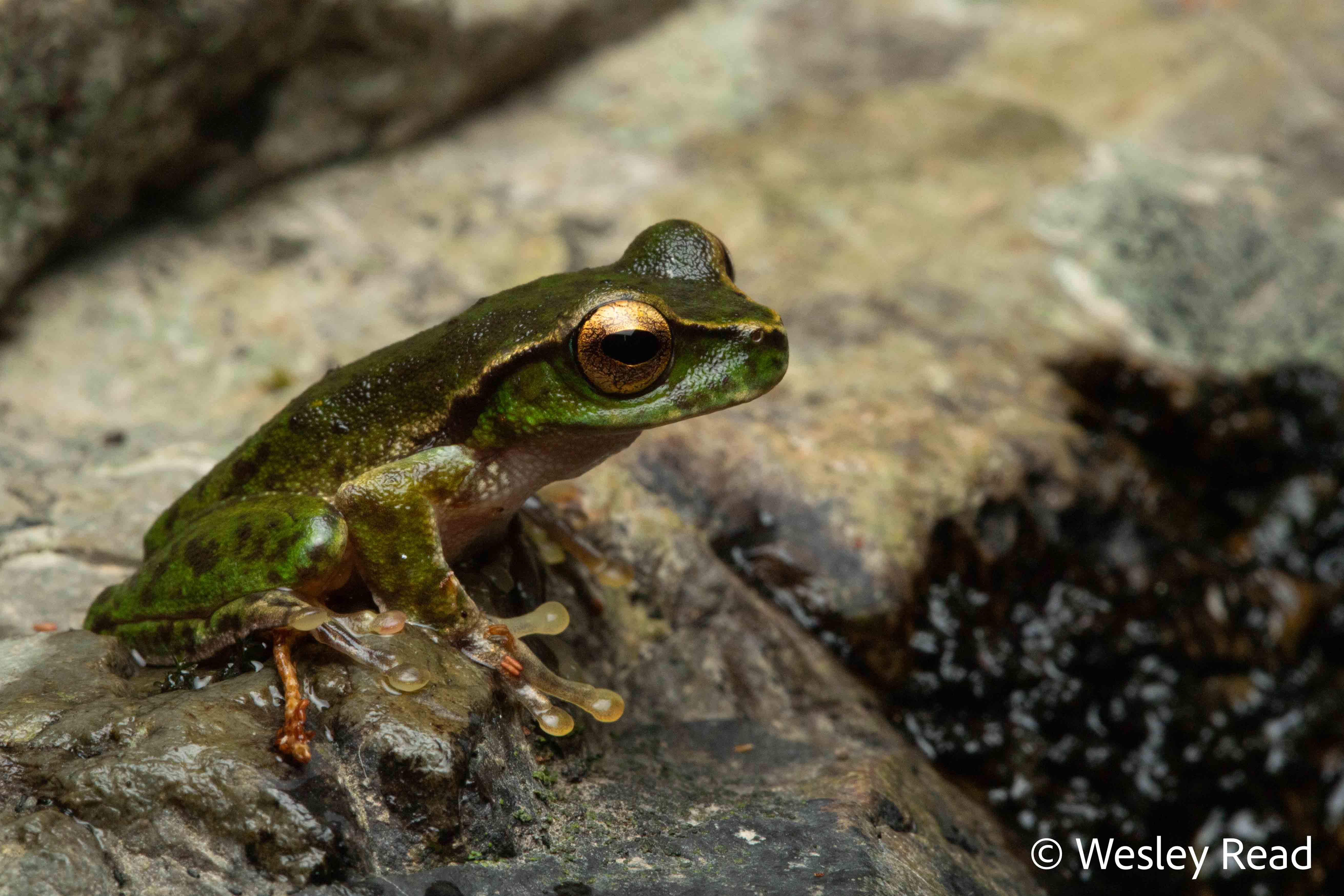 Dryopsophus barringtonensis