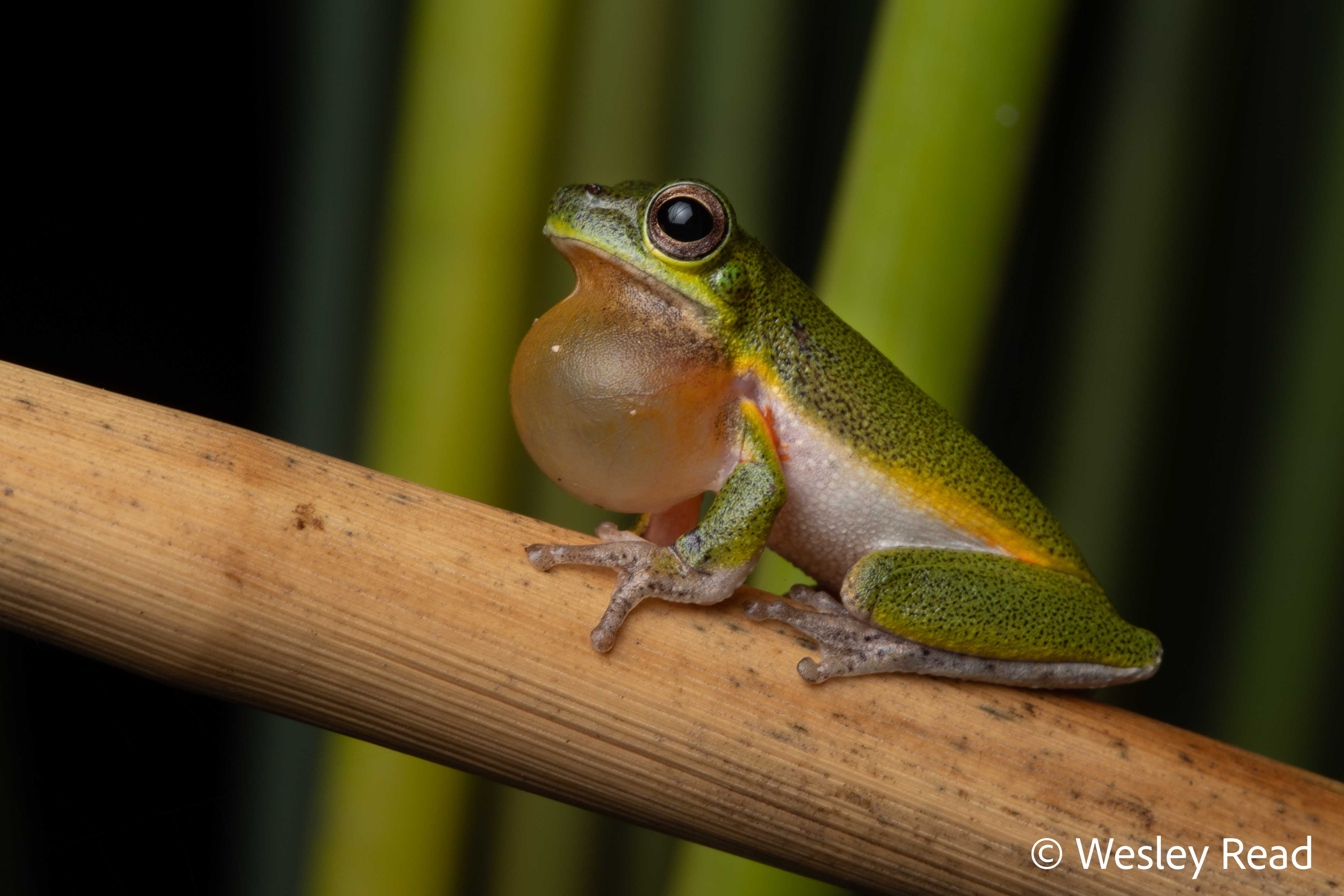 Drymomantis cooloolensis