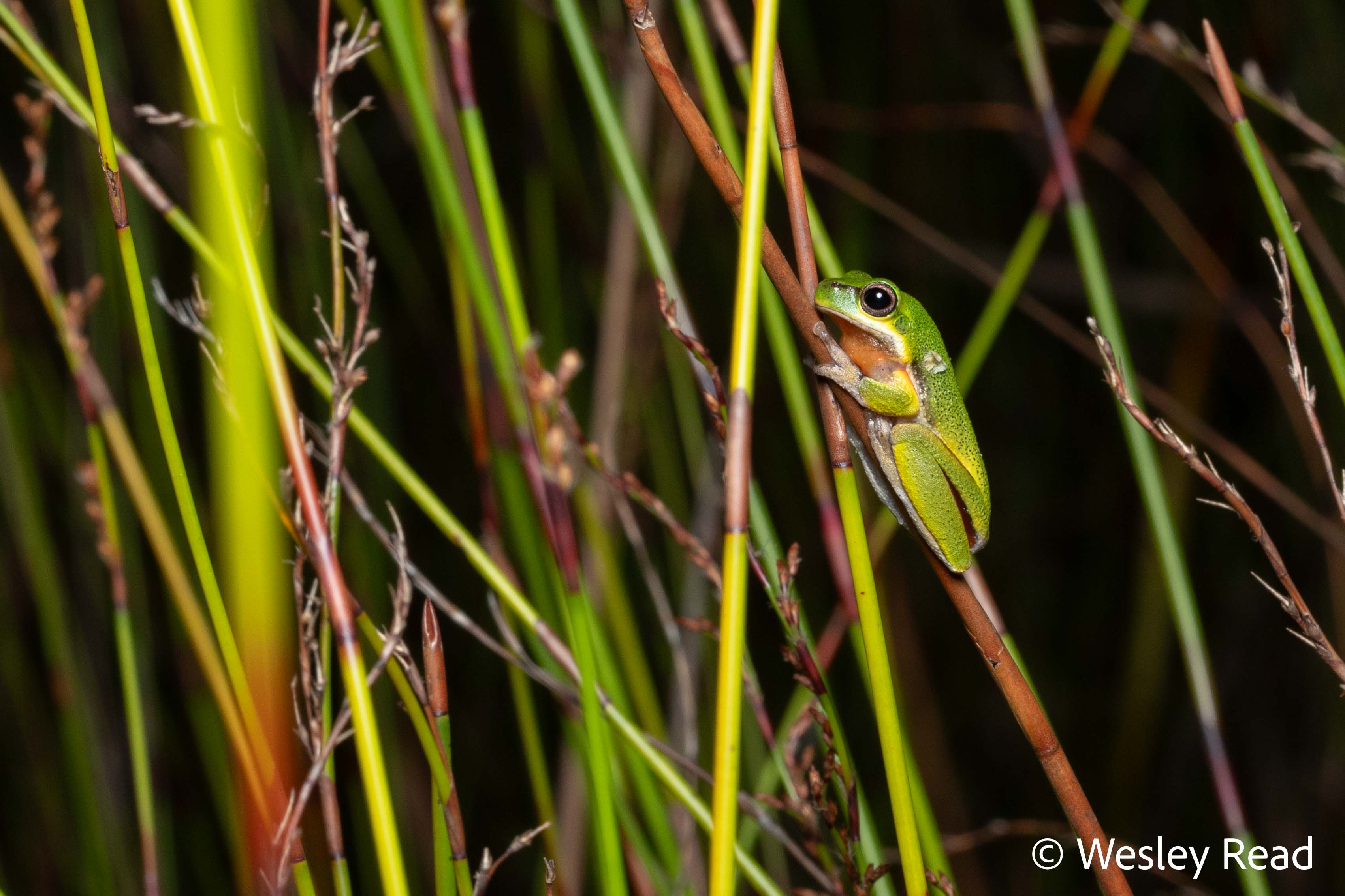 Drymomantis cooloolensis