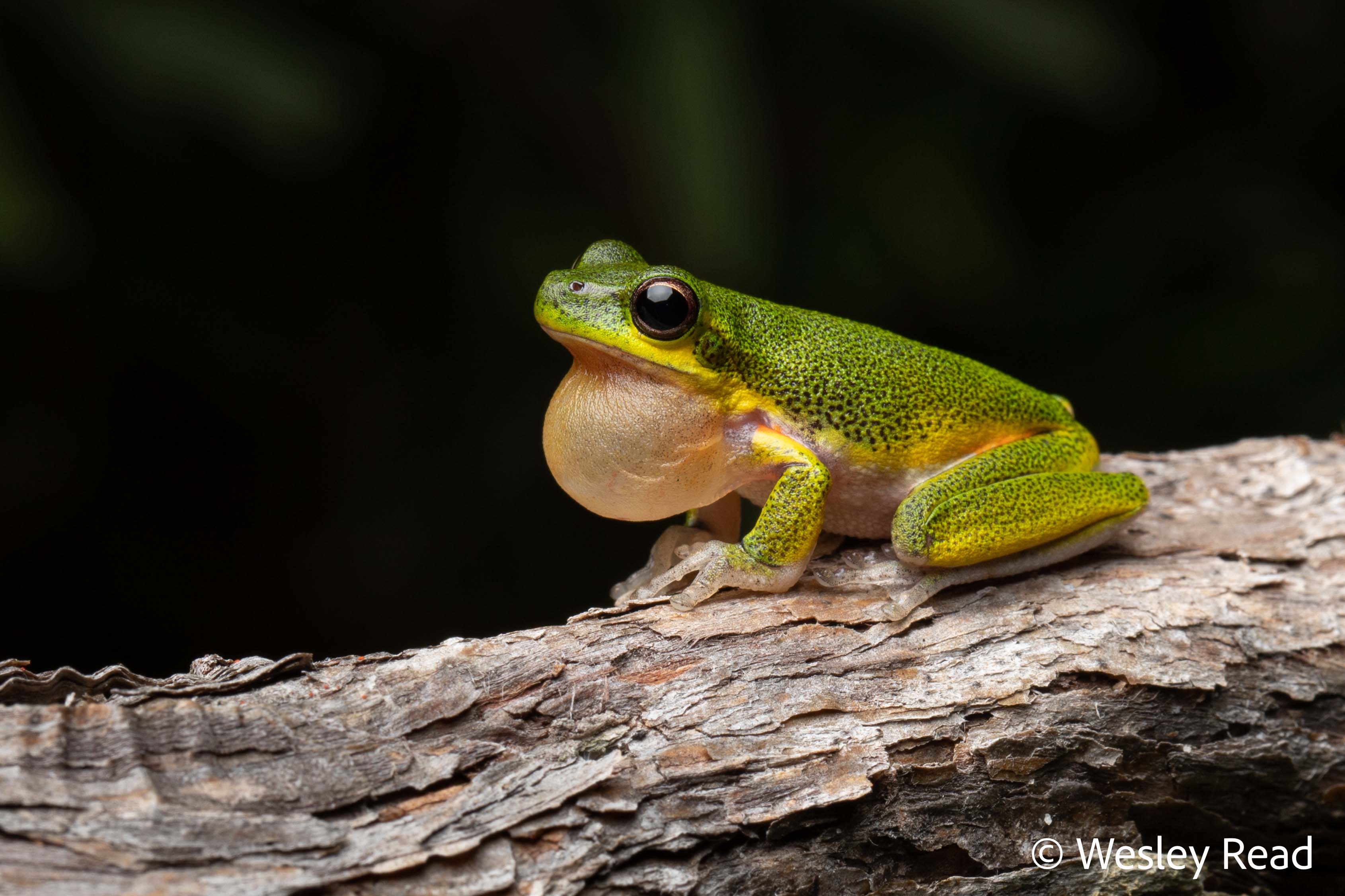 Drymomantis cooloolensis