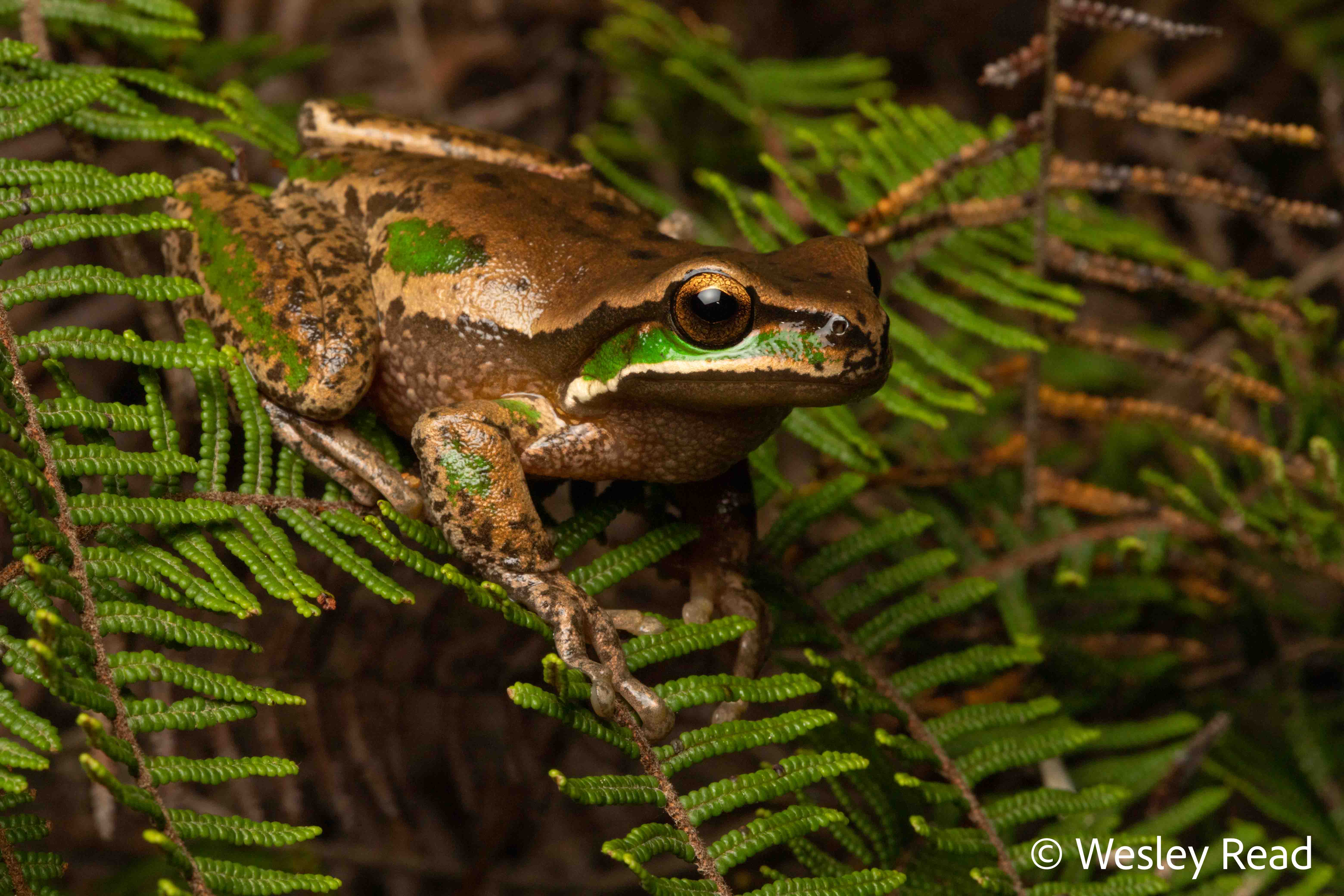 Dryopsophus daviesae
