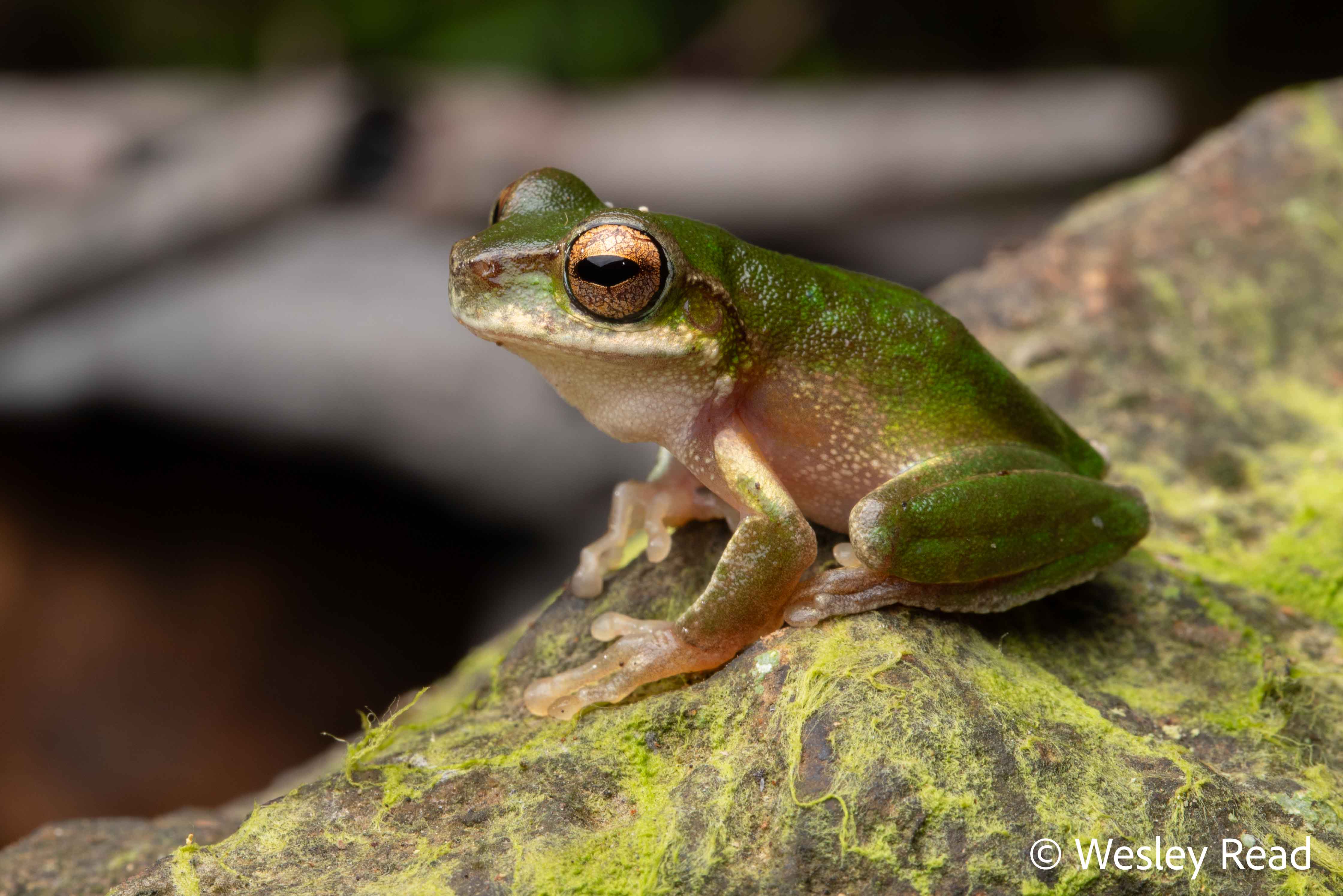 Dryopsophus kroombitensis