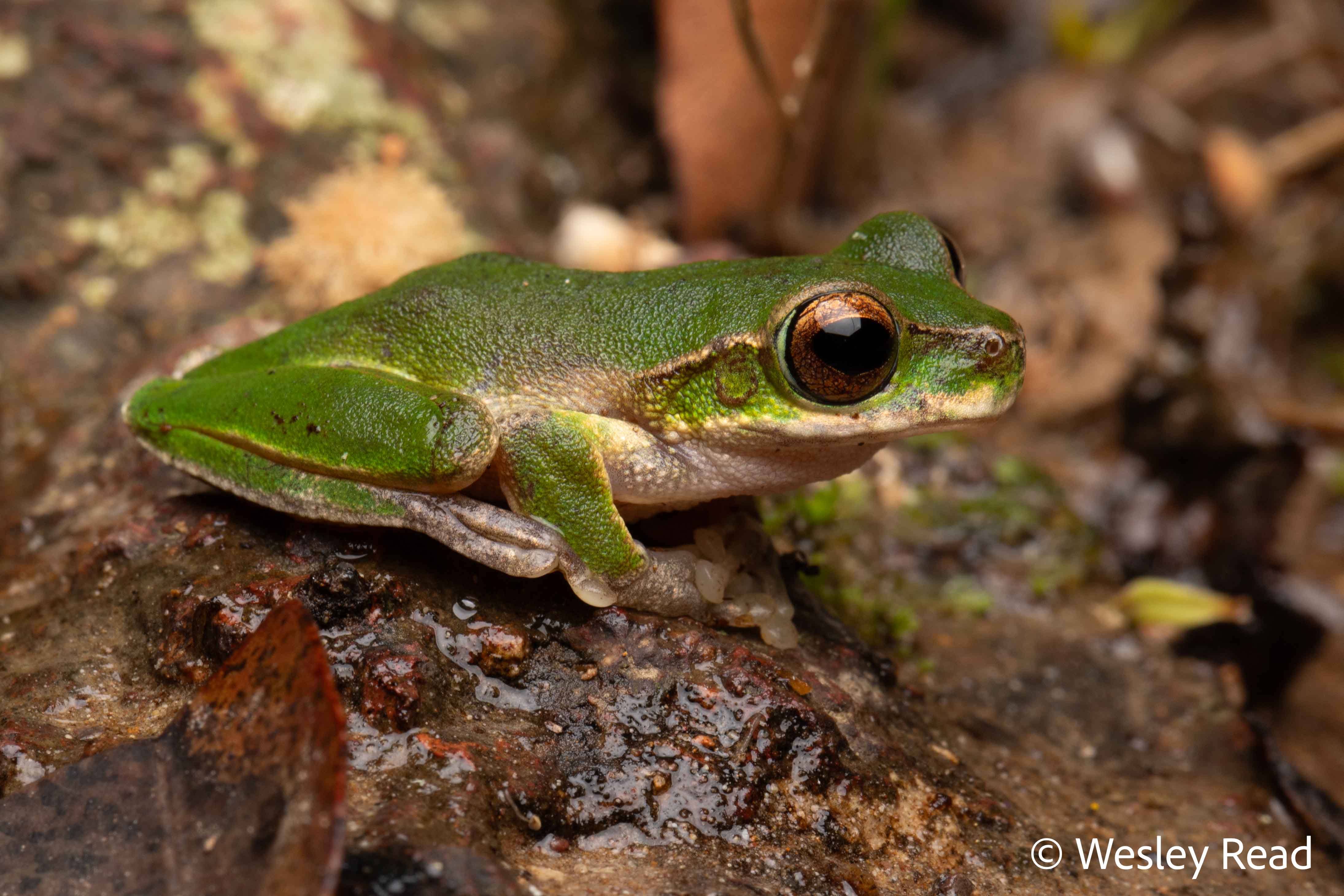 Dryopsophus kroombitensis