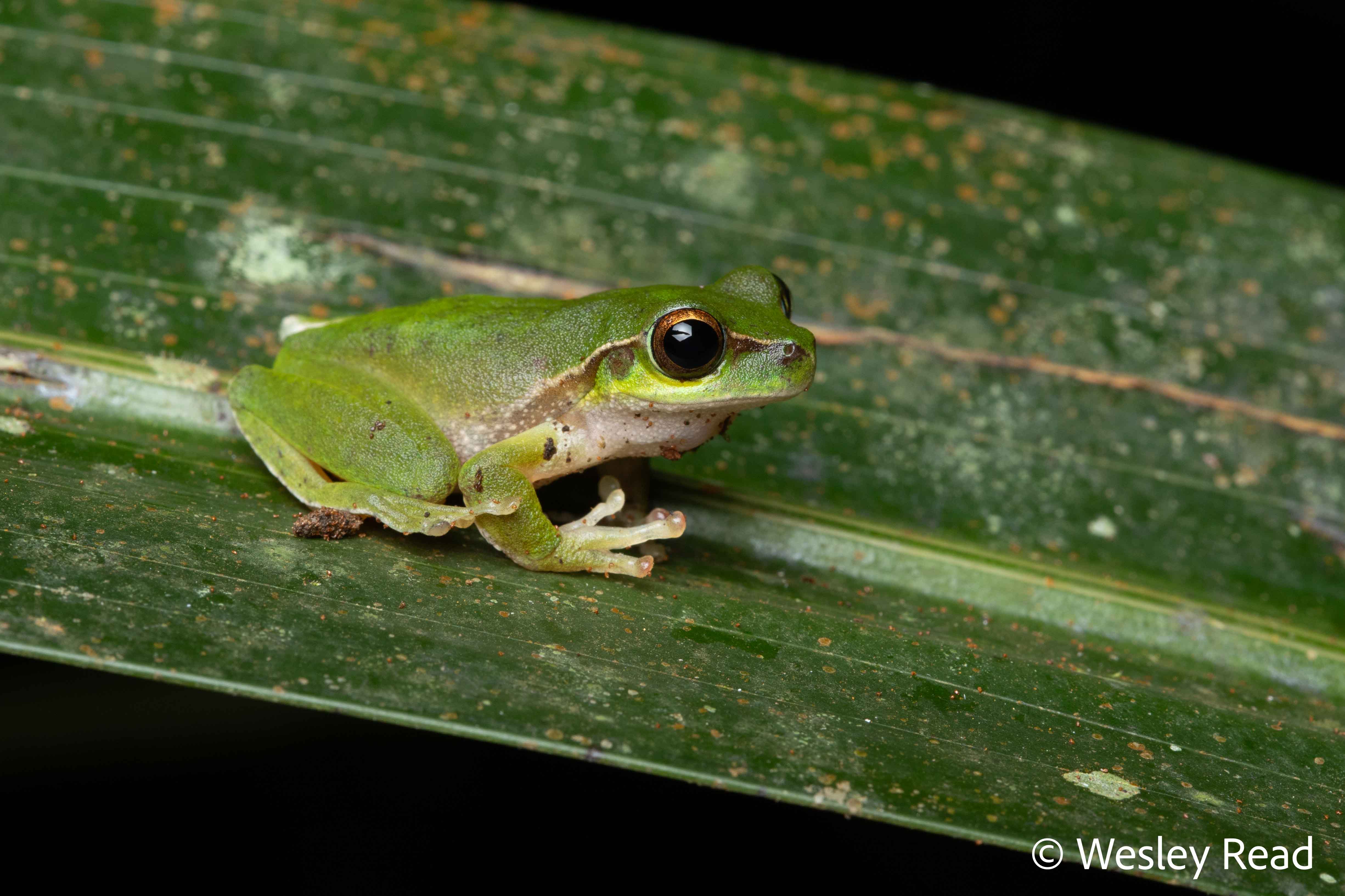 Dryopsophus pearsoniana