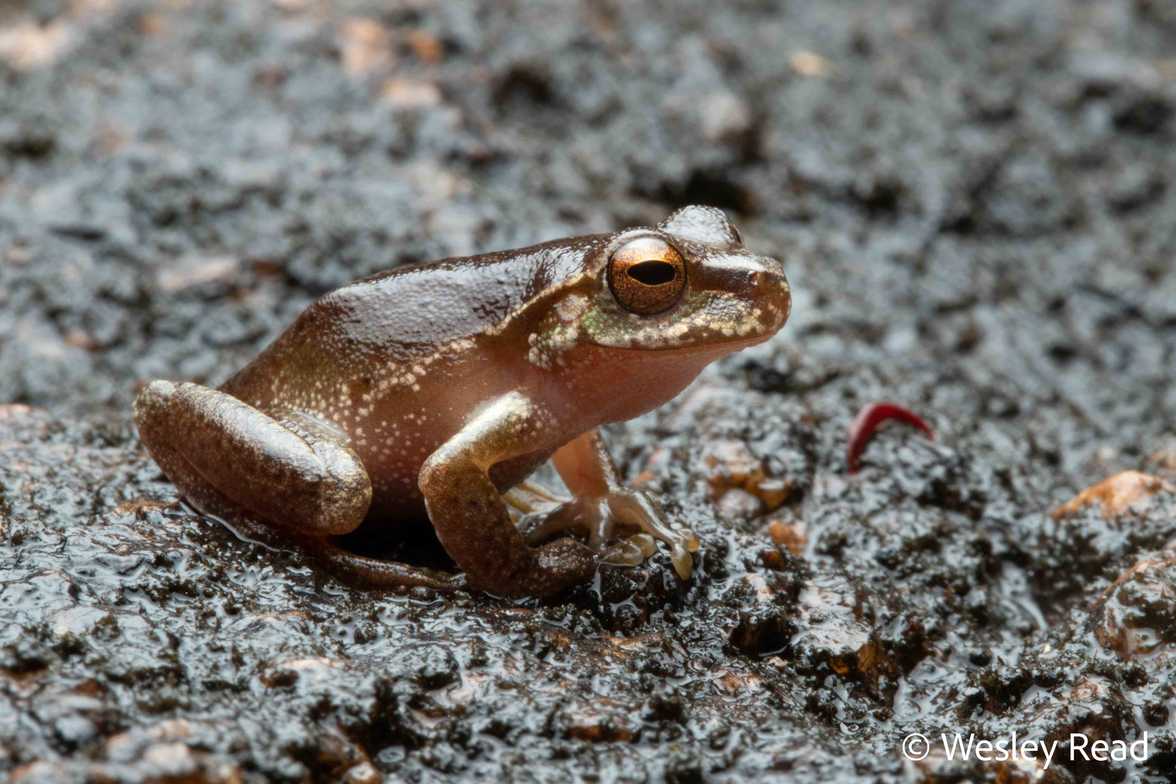 Dryopsophus pearsoniana