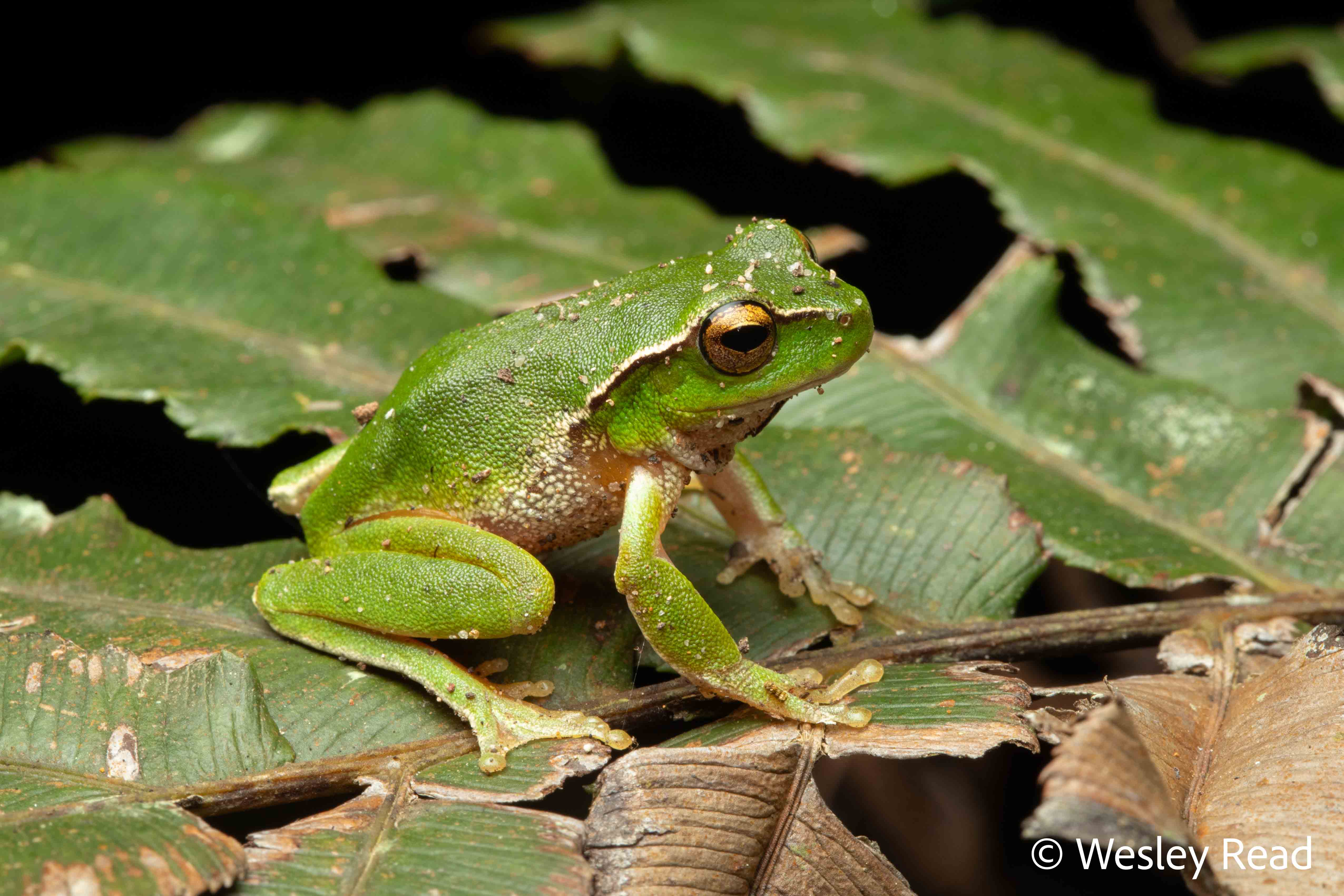 Dryopsophus phyllochrous