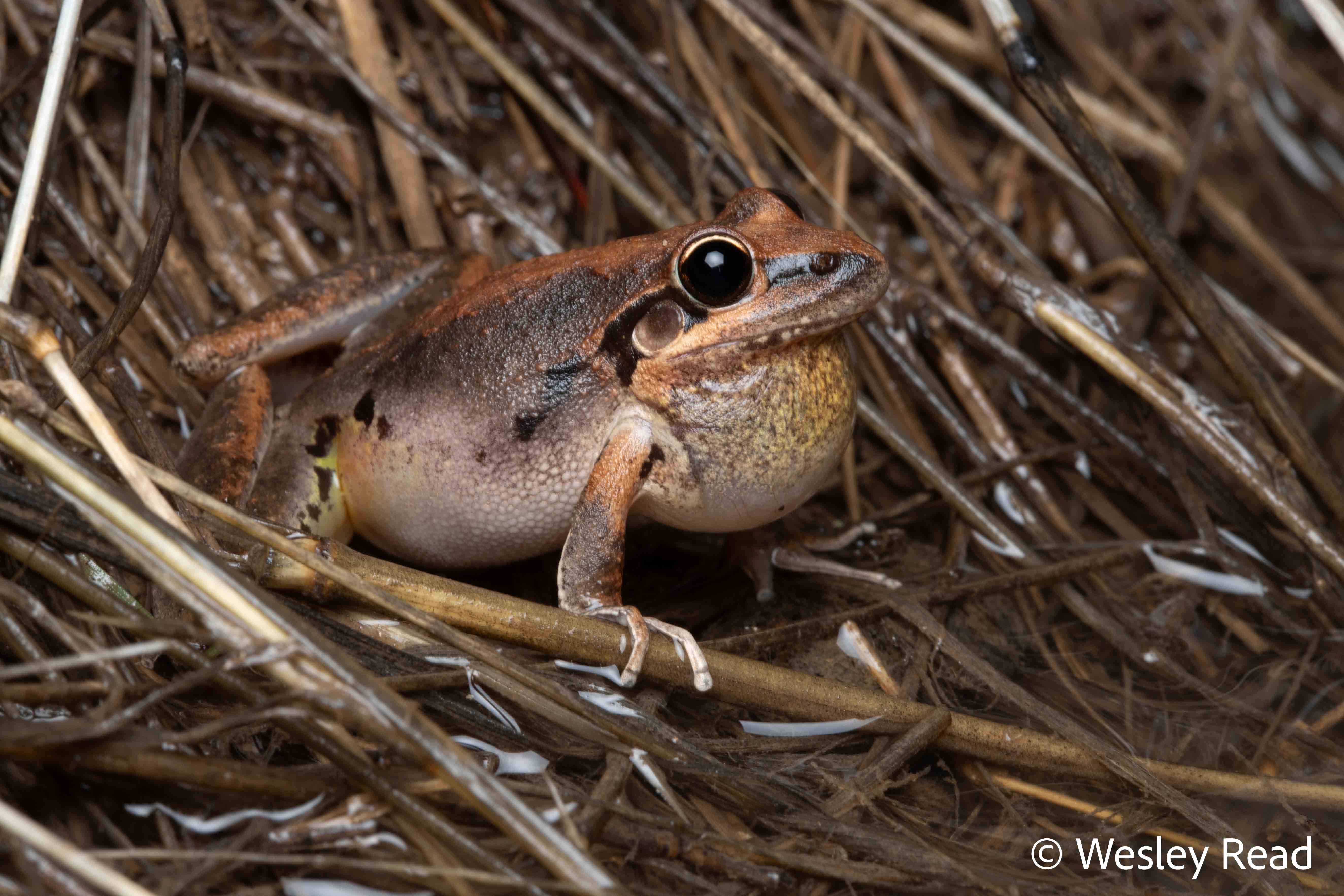 Litoria latopalmata